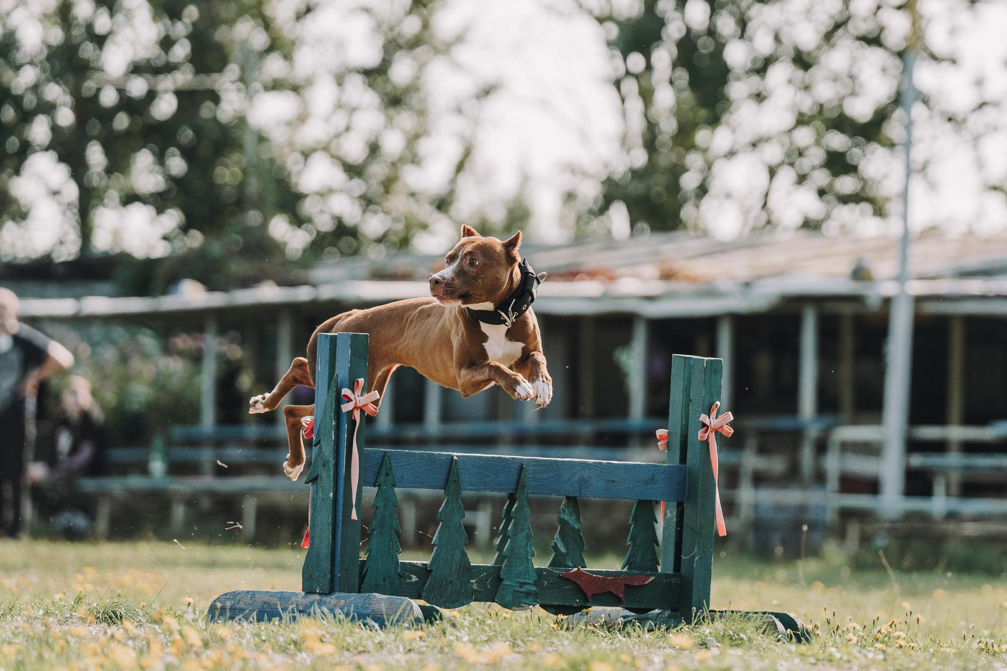День пита и стаффа. Фотограф анималист Осипчикова Мария