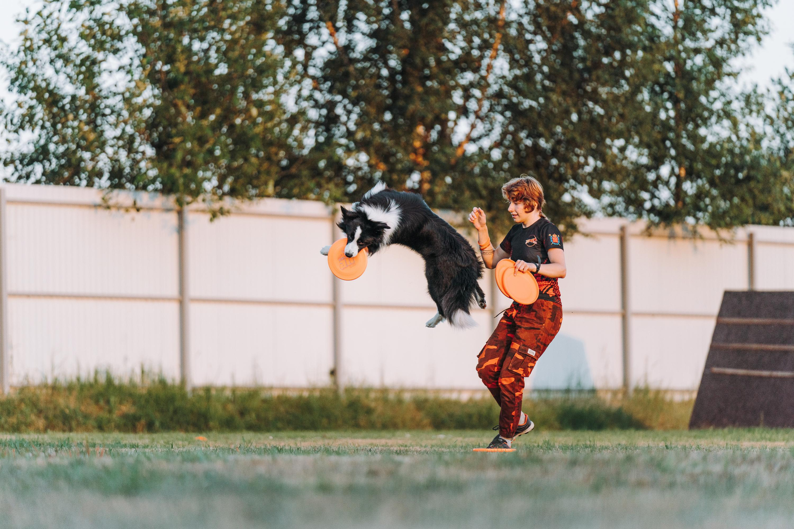 Фрисби игры UpDog. Фотограф анималист Осипчикова Мария