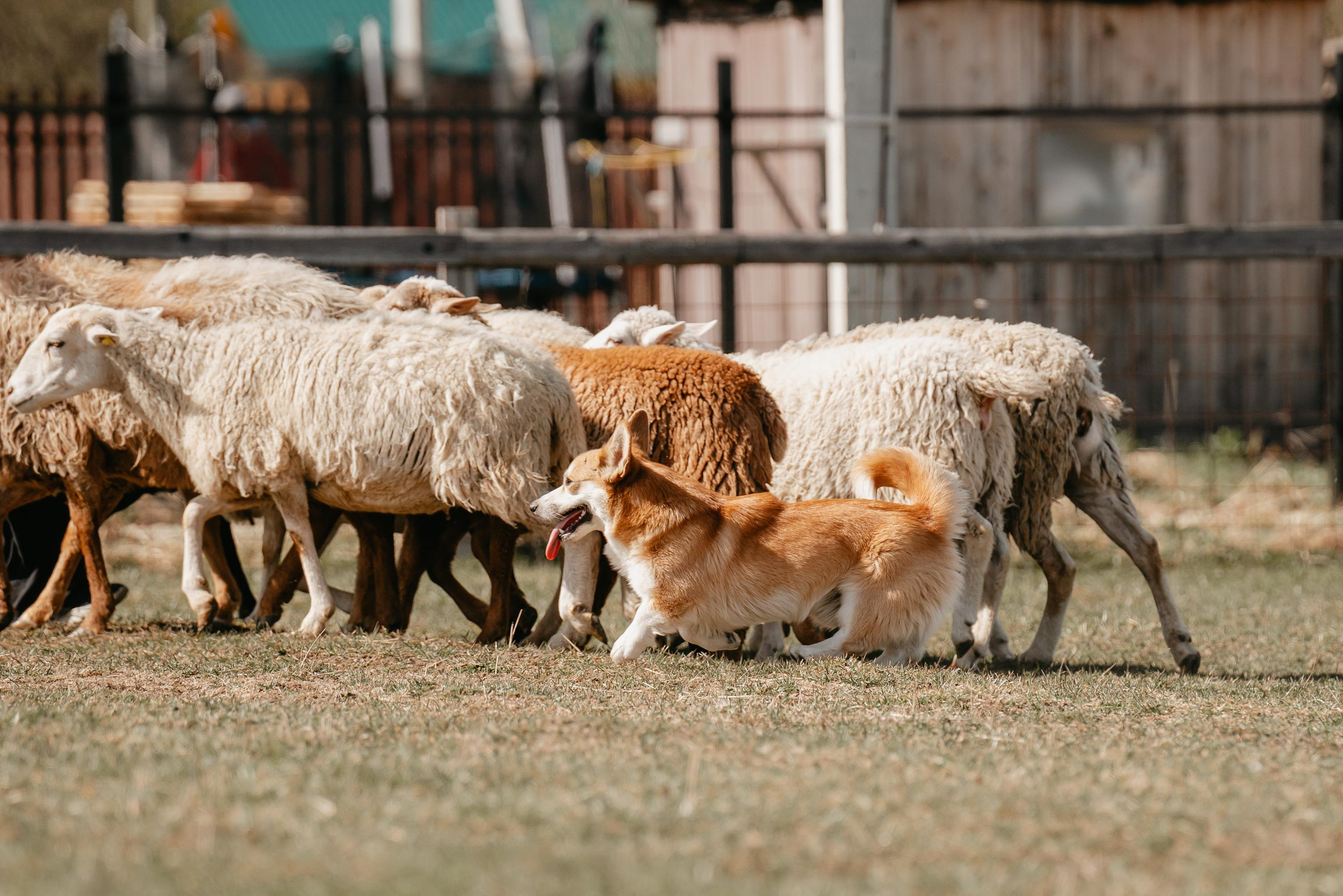 Пастушья служба. Фотограф анималист Осипчикова Мария