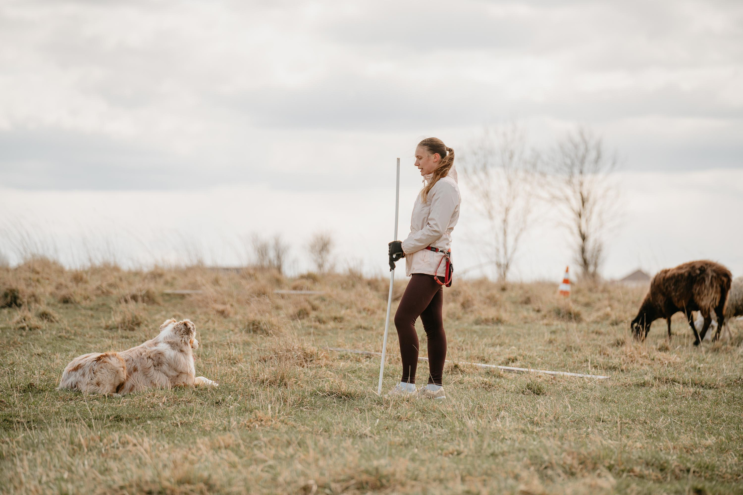Пастушья служба. Фотограф анималист Осипчикова Мария