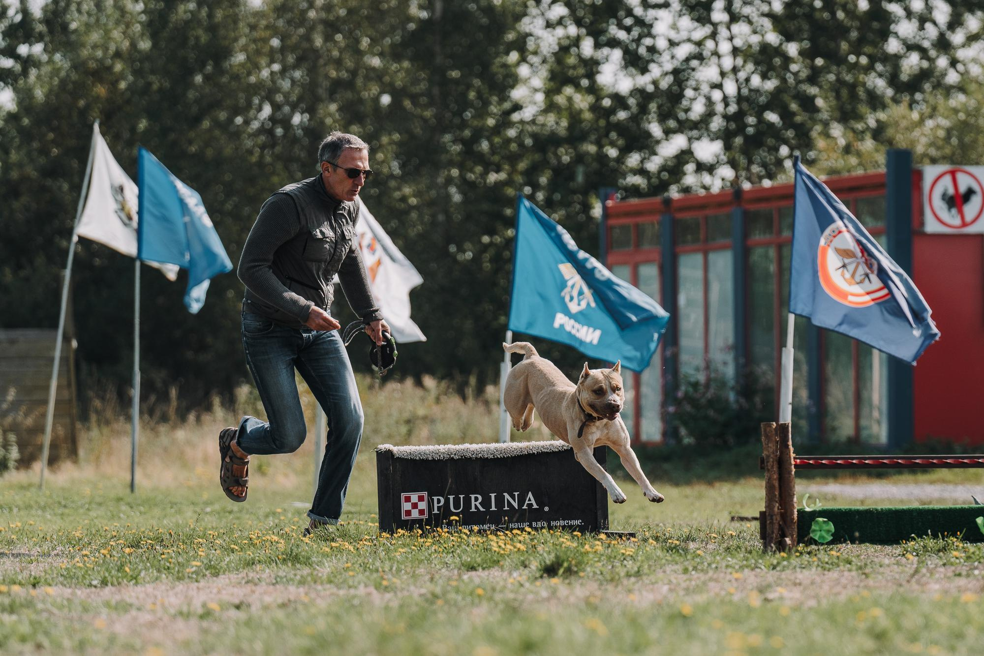 День пита и стаффа. Фотограф анималист Осипчикова Мария