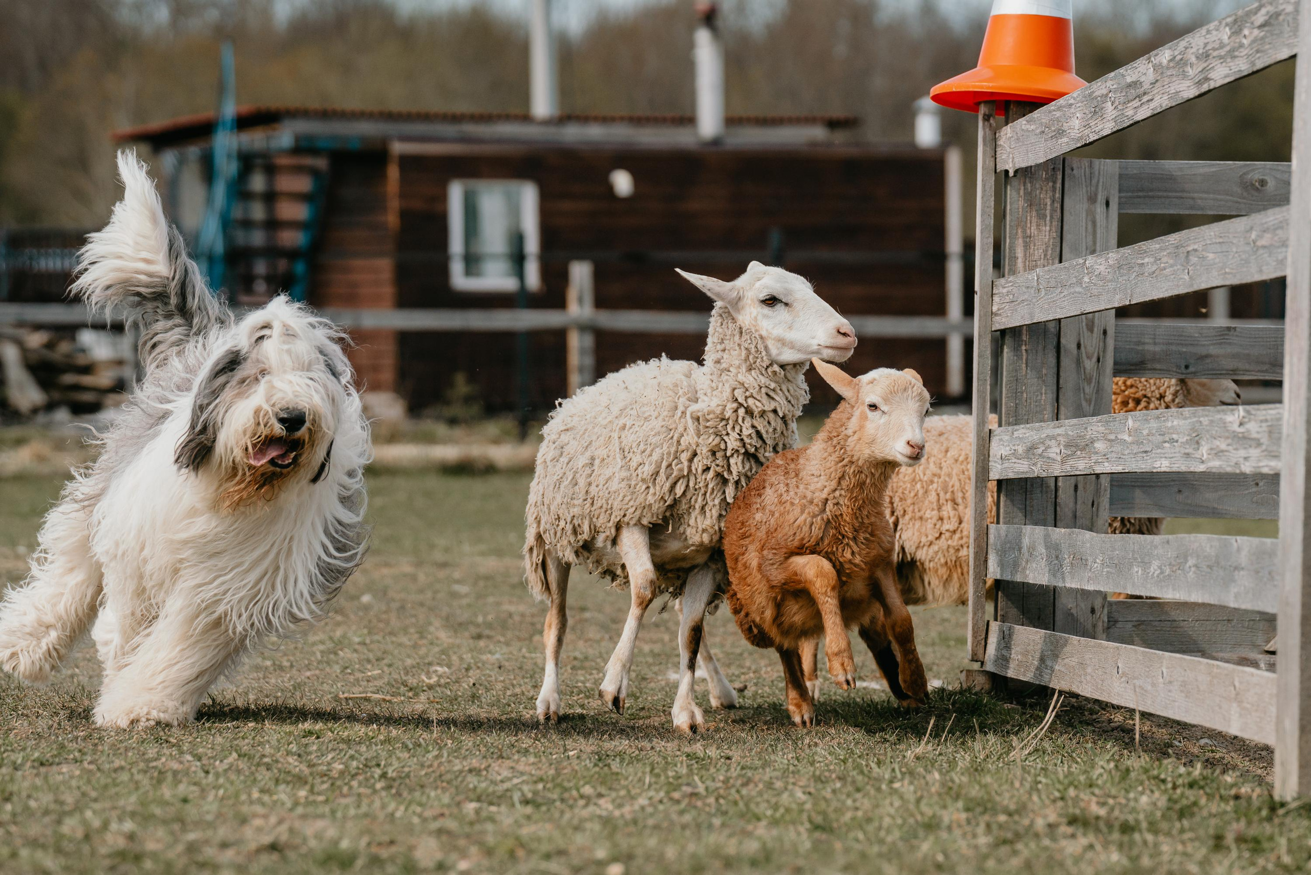 Пастушья служба. Фотограф анималист Осипчикова Мария