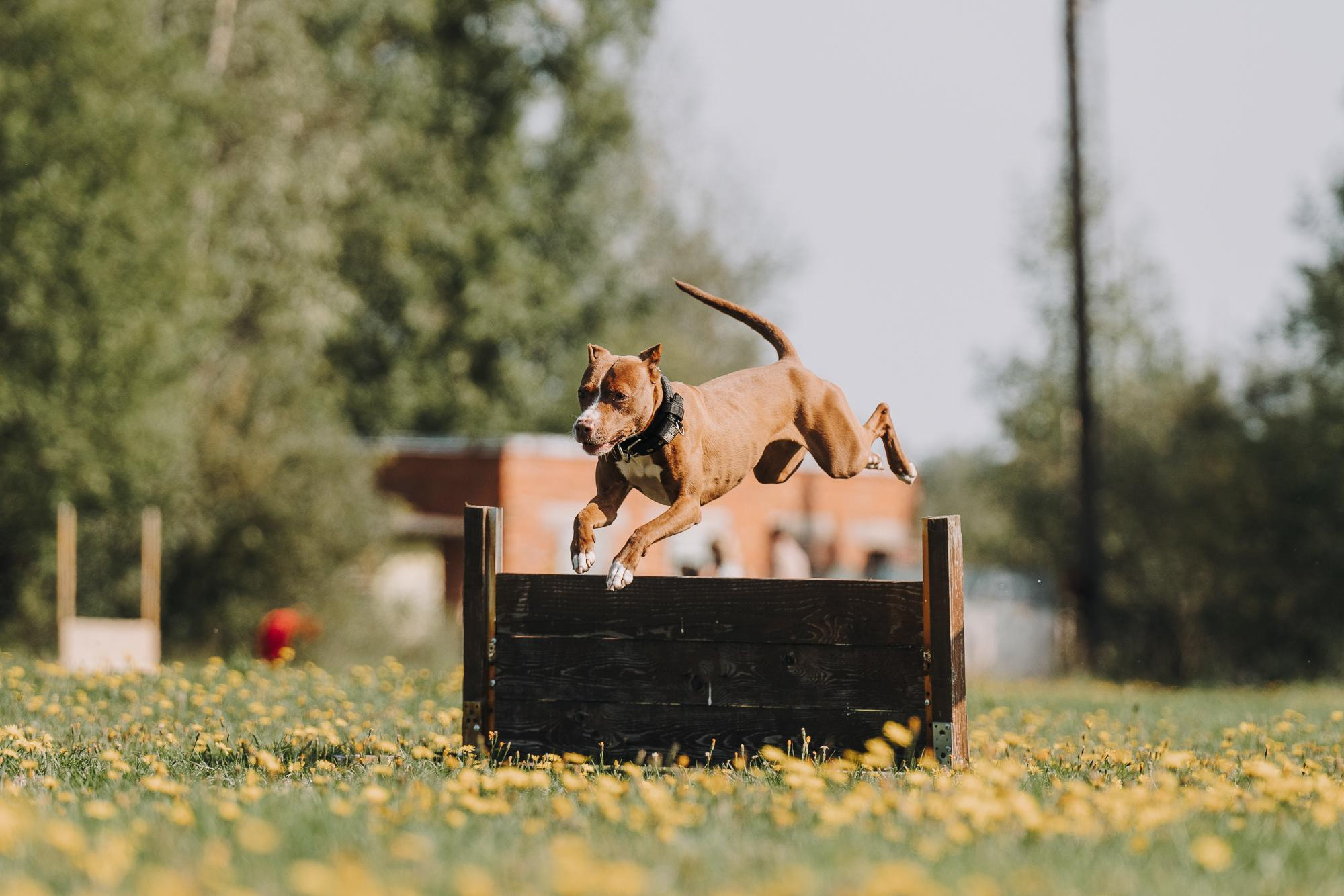 День пита и стаффа. Фотограф анималист Осипчикова Мария