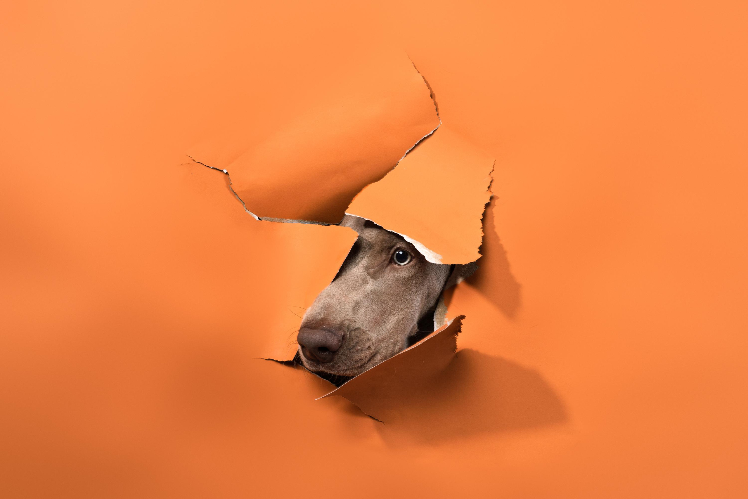 Веймаранер Эспен. Фотограф анималист Осипчикова Мария