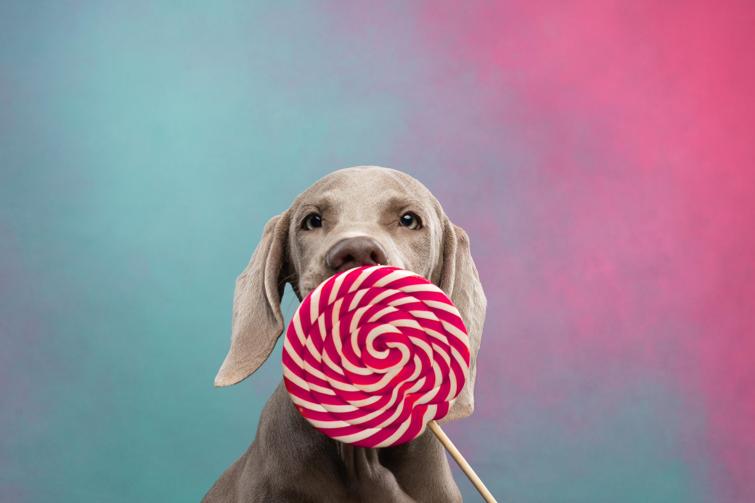 Веймаранер Эспен. Фотограф анималист Осипчикова Мария