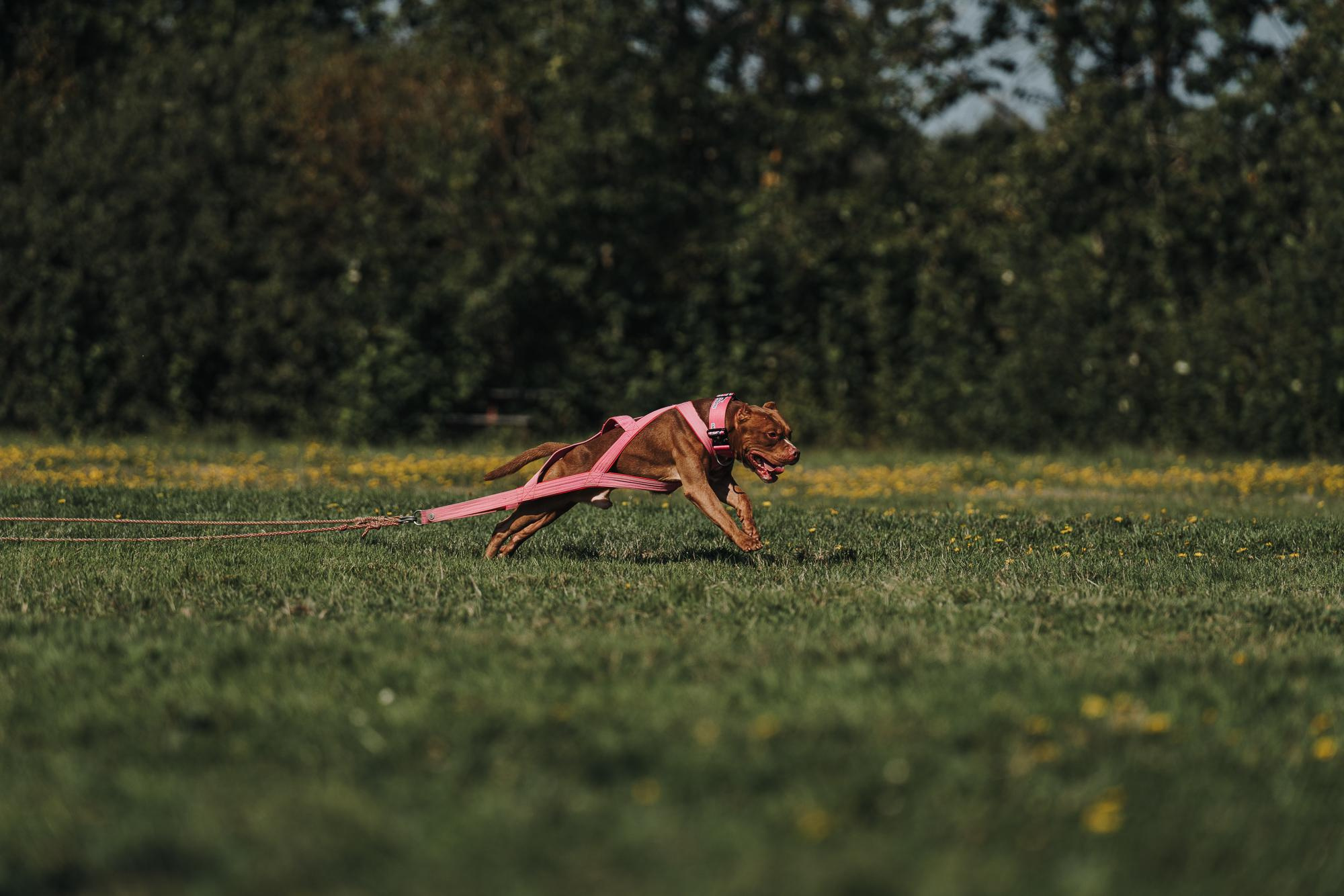 День пита и стаффа. Фотограф анималист Осипчикова Мария