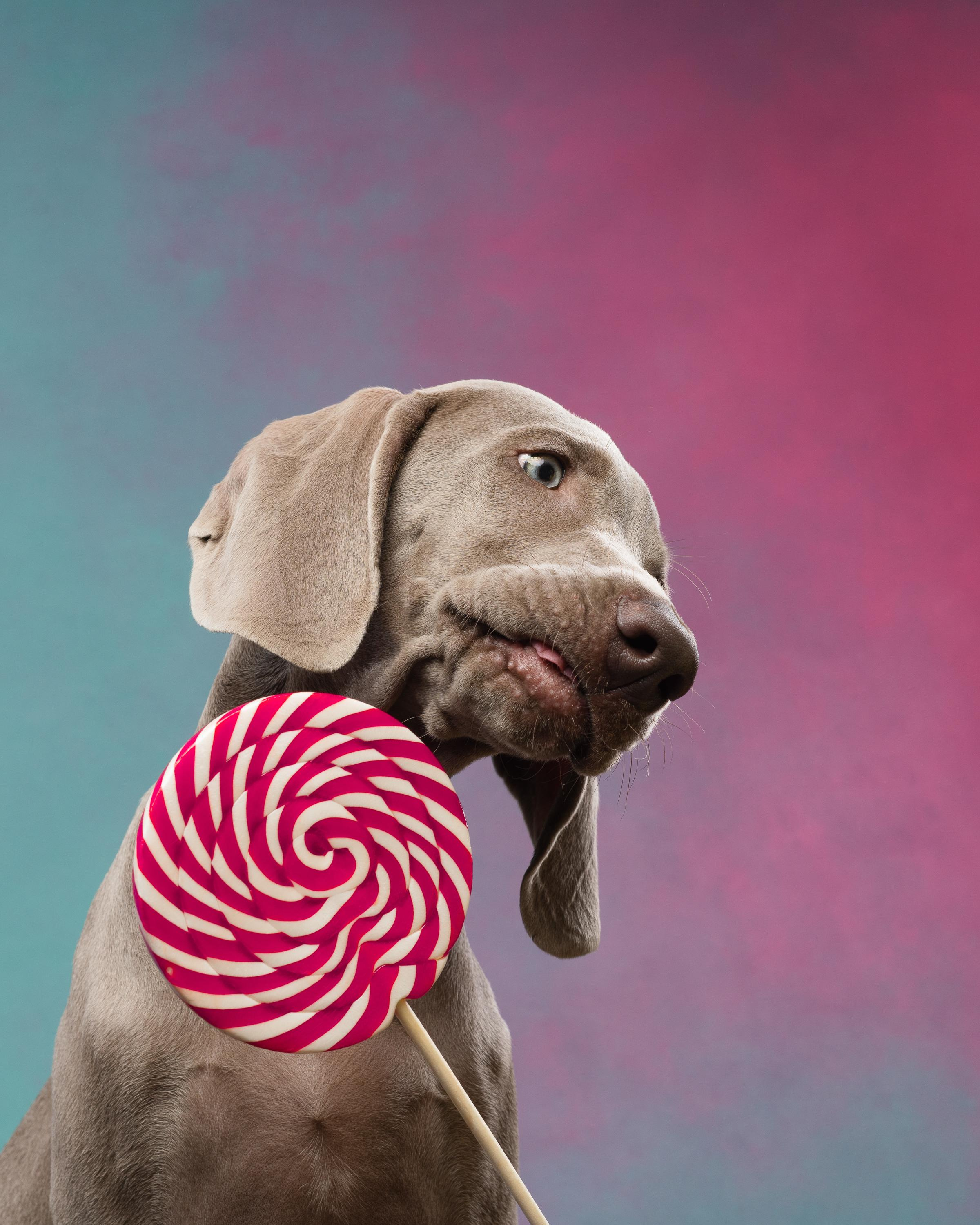 Веймаранер Эспен. Фотограф анималист Осипчикова Мария