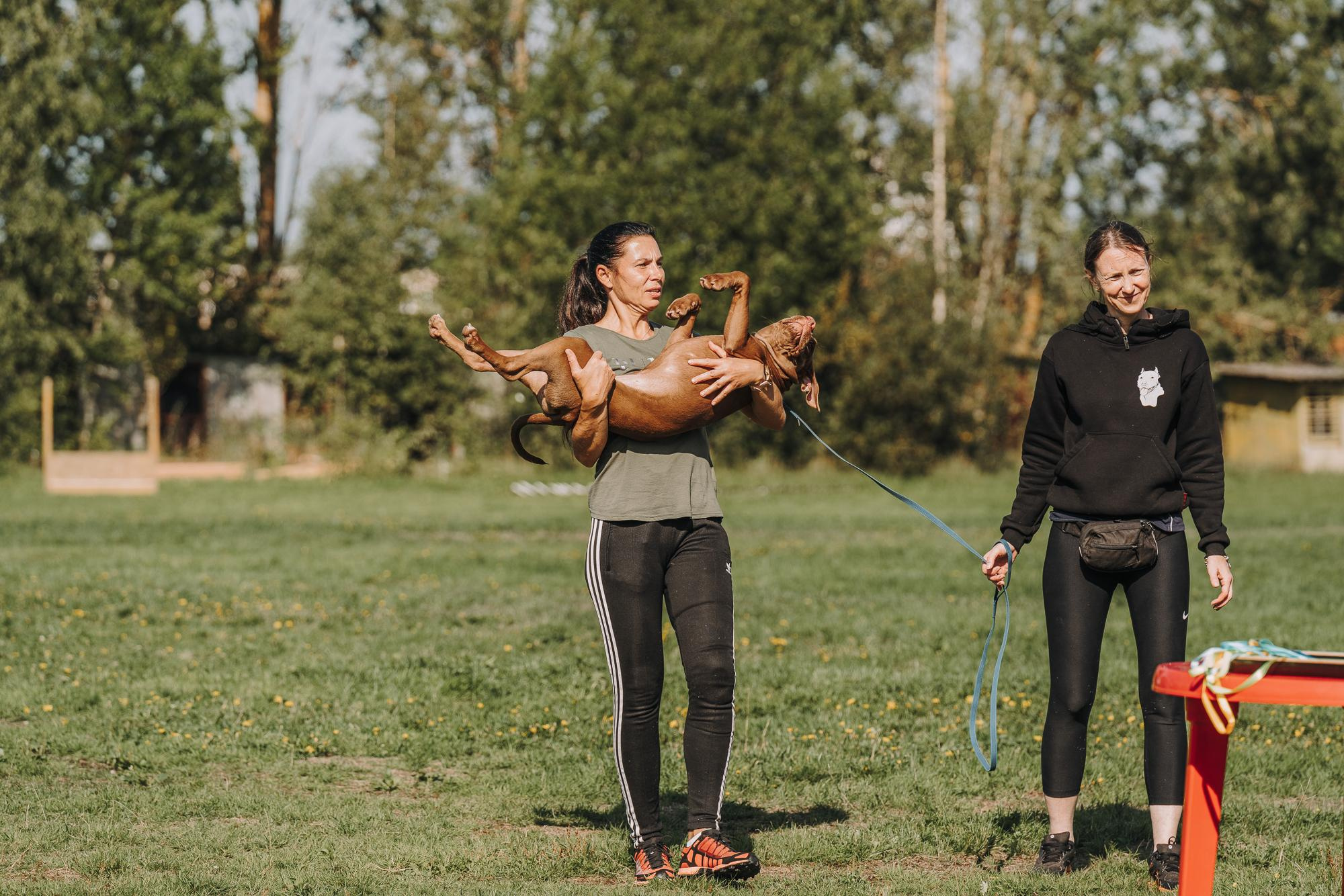 День пита и стаффа. Фотограф анималист Осипчикова Мария