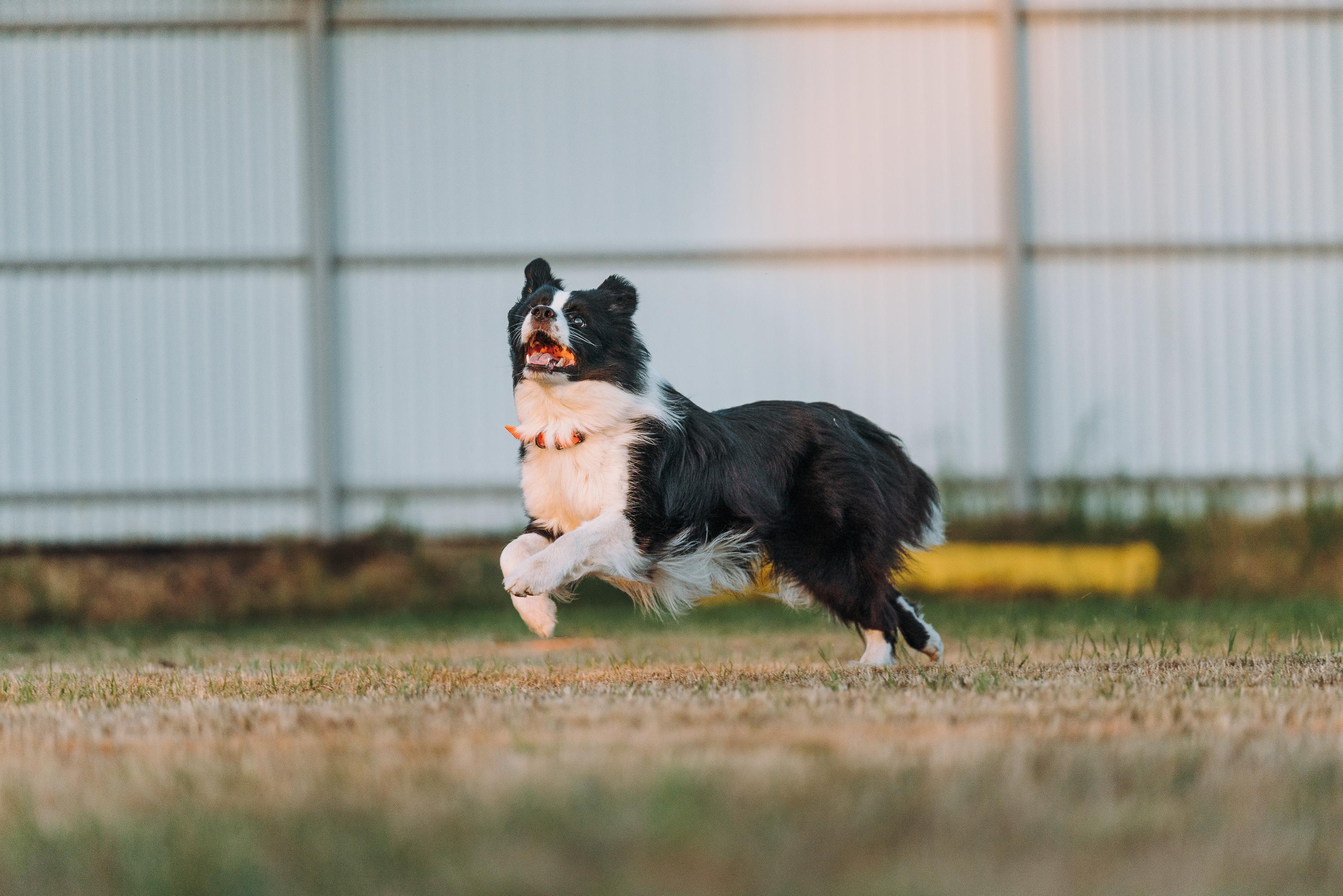 Фрисби игры UpDog. Фотограф анималист Осипчикова Мария