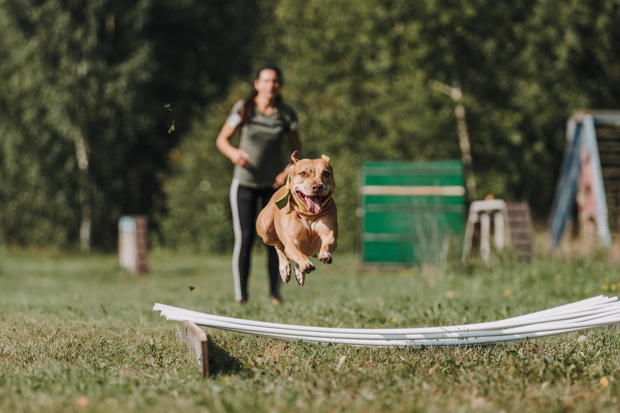 День пита и стаффа. Фотограф анималист Осипчикова Мария