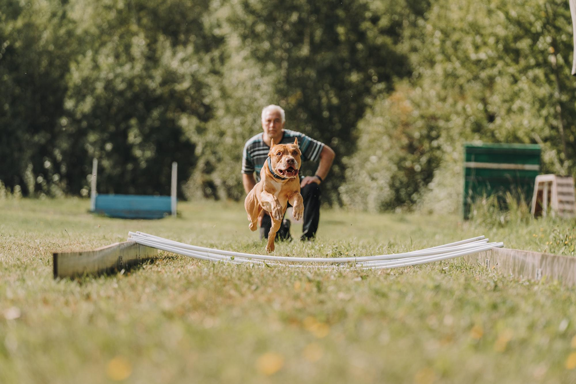 День пита и стаффа. Фотограф анималист Осипчикова Мария