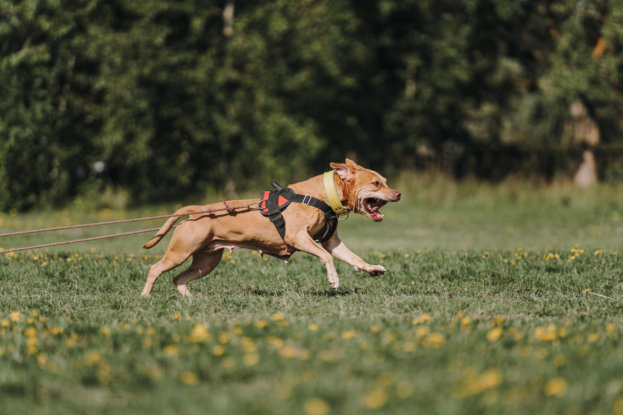 День пита и стаффа. Фотограф анималист Осипчикова Мария