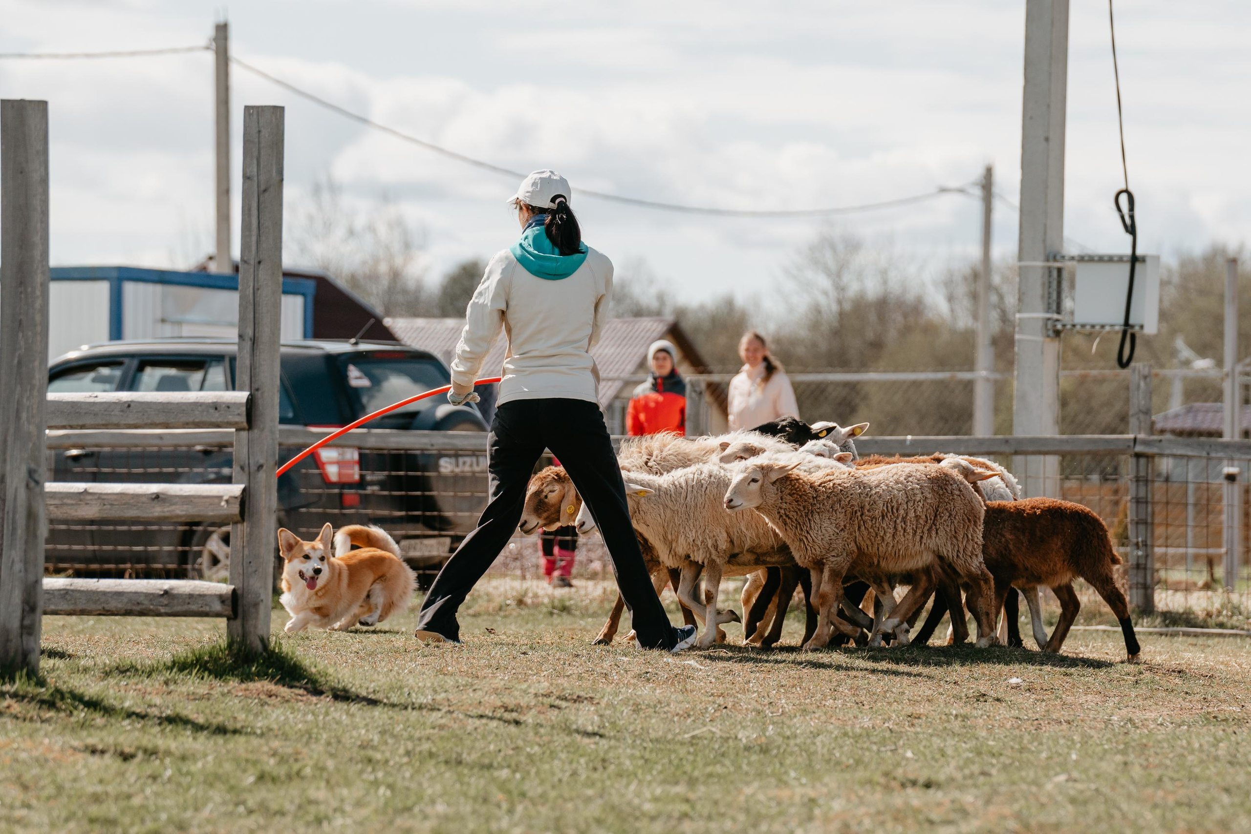Пастушья служба. Фотограф анималист Осипчикова Мария