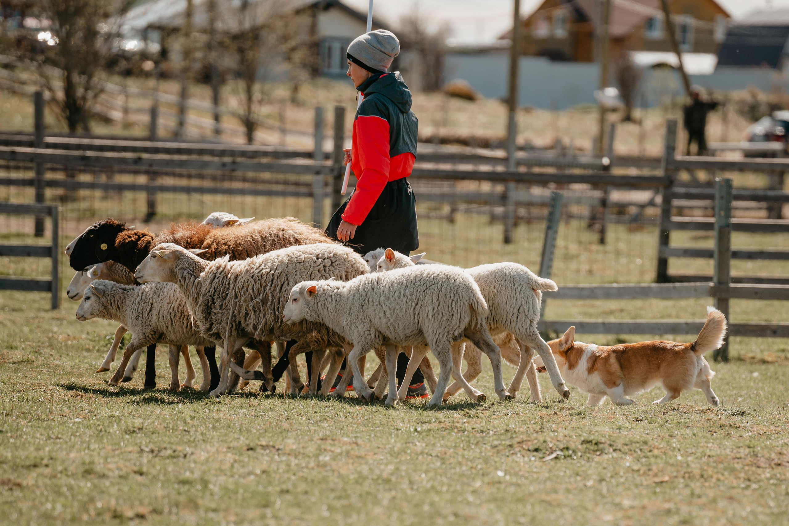 Пастушья служба. Фотограф анималист Осипчикова Мария