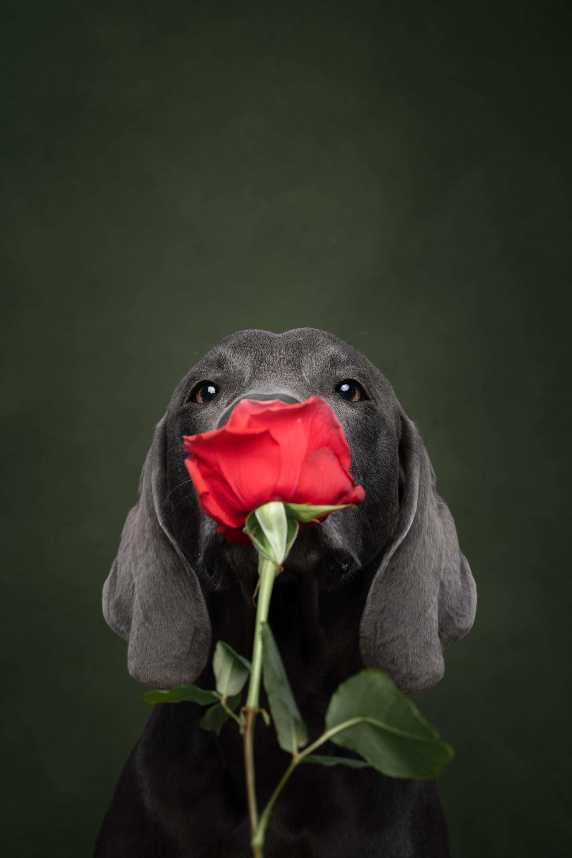 Веймаранер Рон. Фотограф анималист Осипчикова Мария