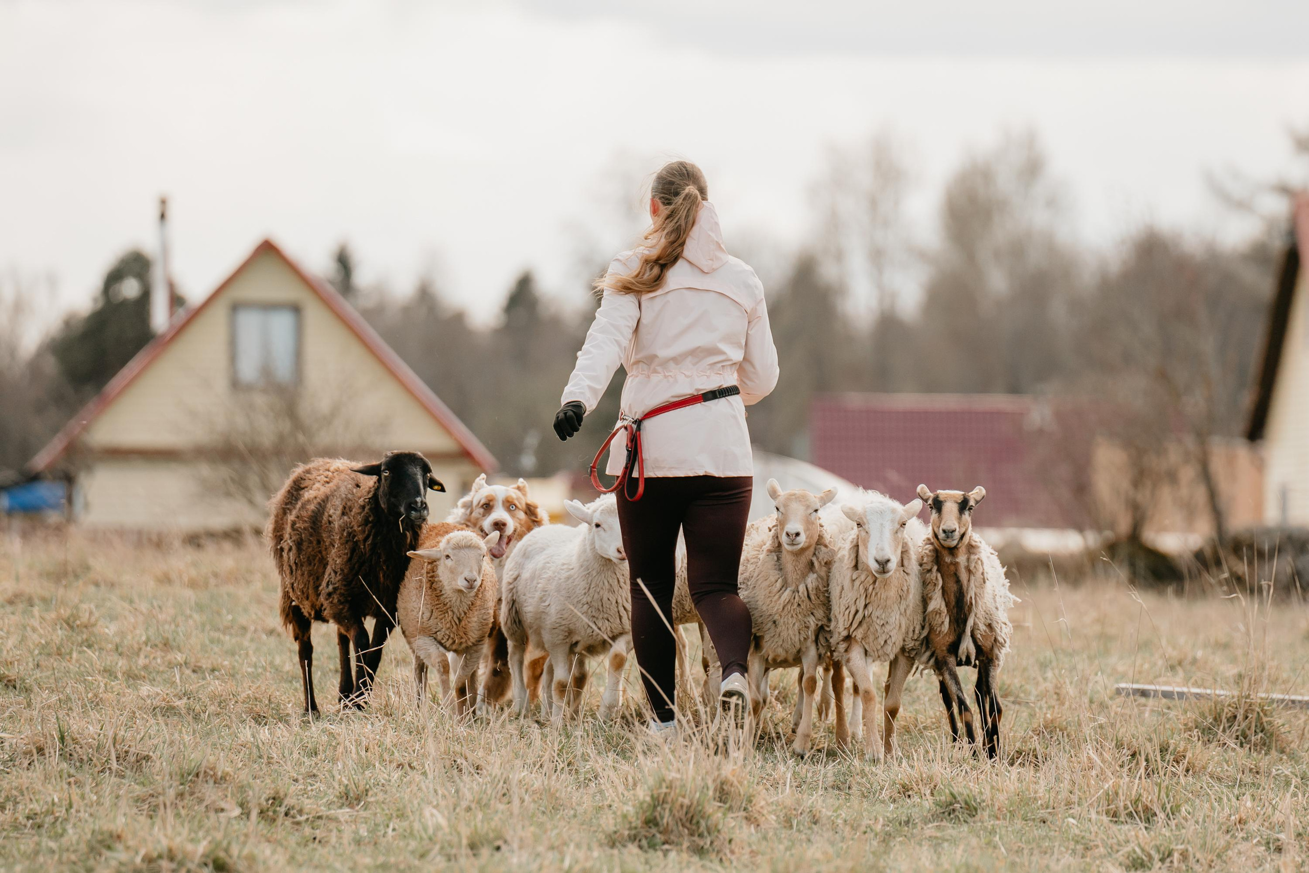 Пастушья служба. Фотограф анималист Осипчикова Мария
