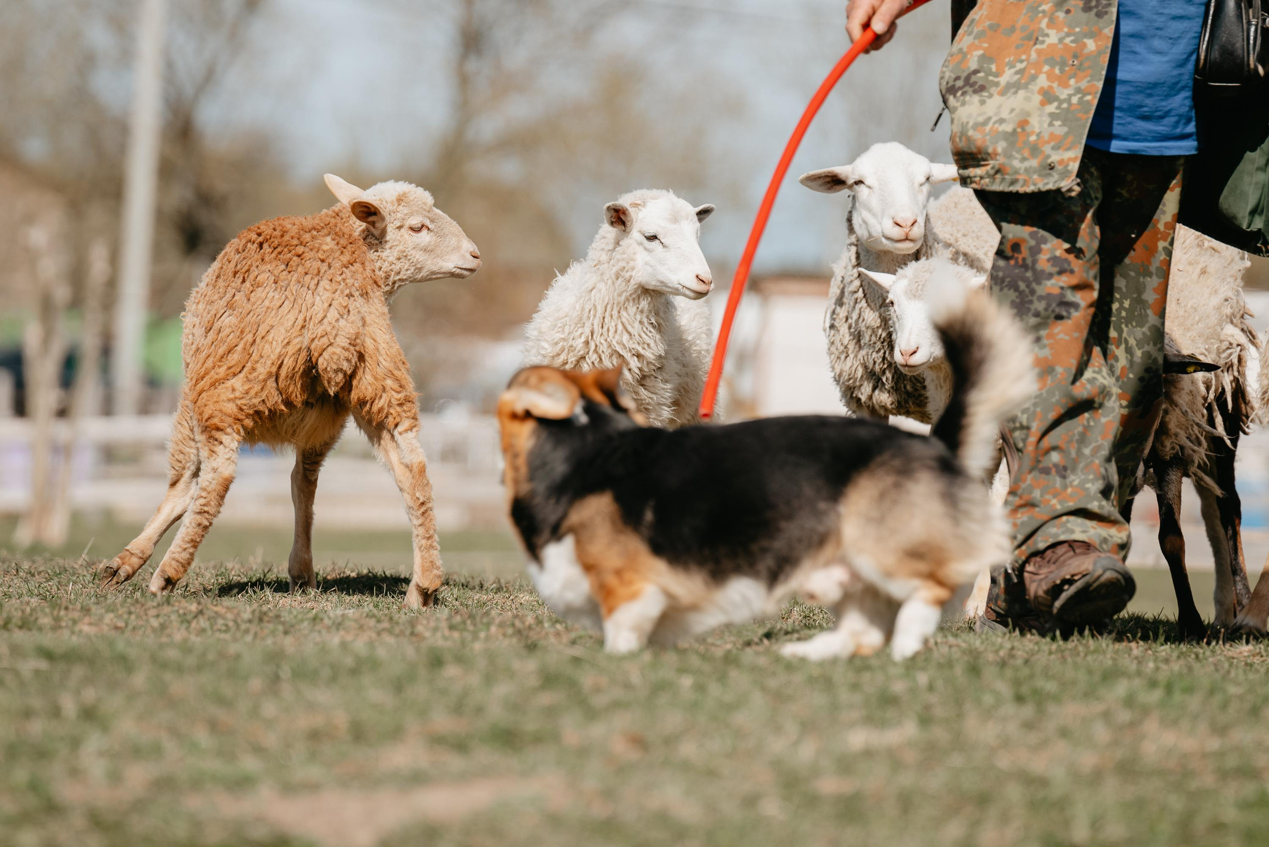 Пастушья служба. Фотограф анималист Осипчикова Мария