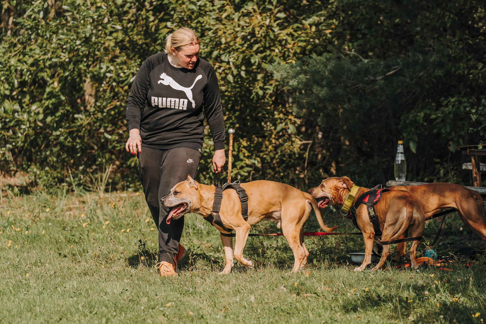 День пита и стаффа. Фотограф анималист Осипчикова Мария