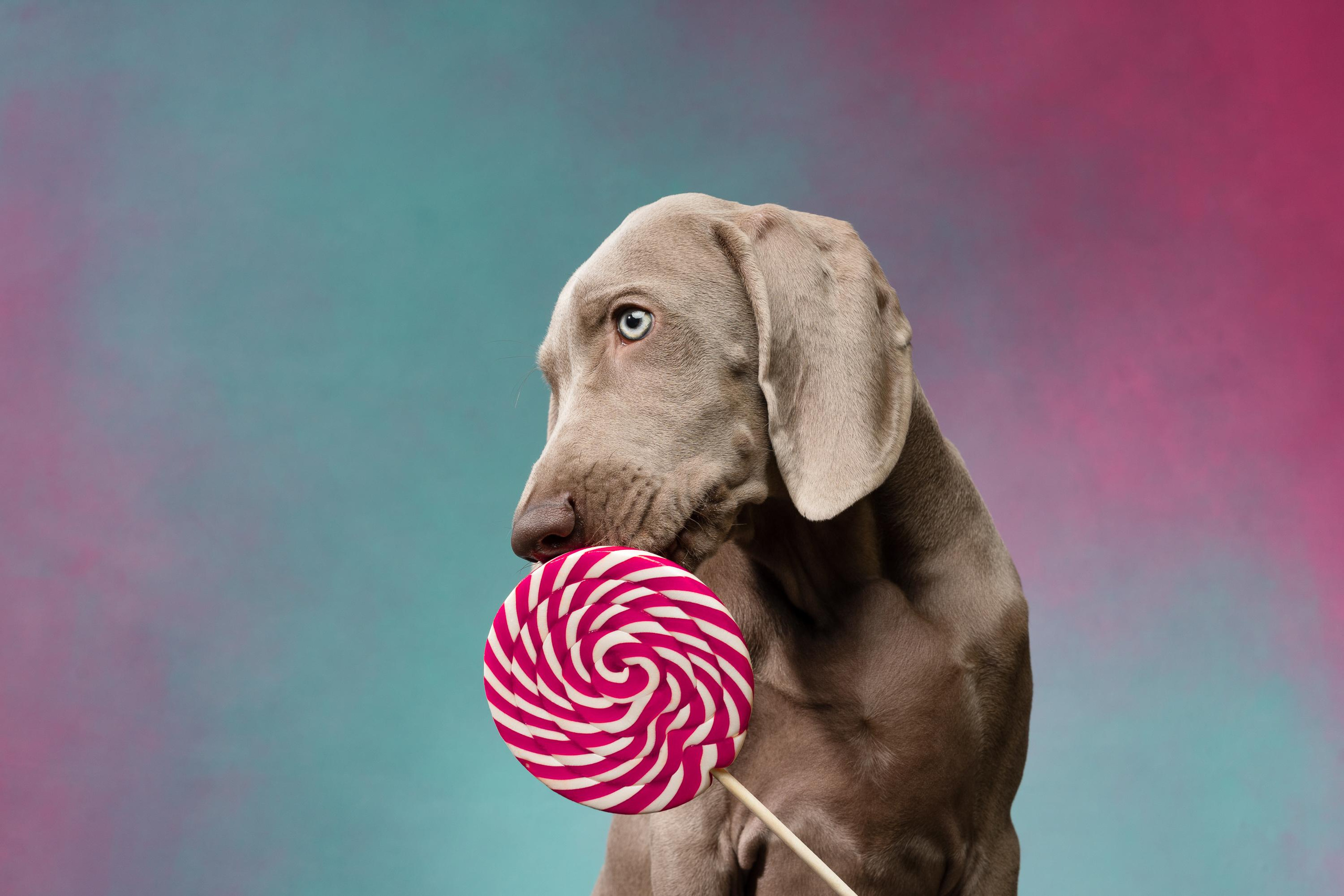 Веймаранер Эспен. Фотограф анималист Осипчикова Мария