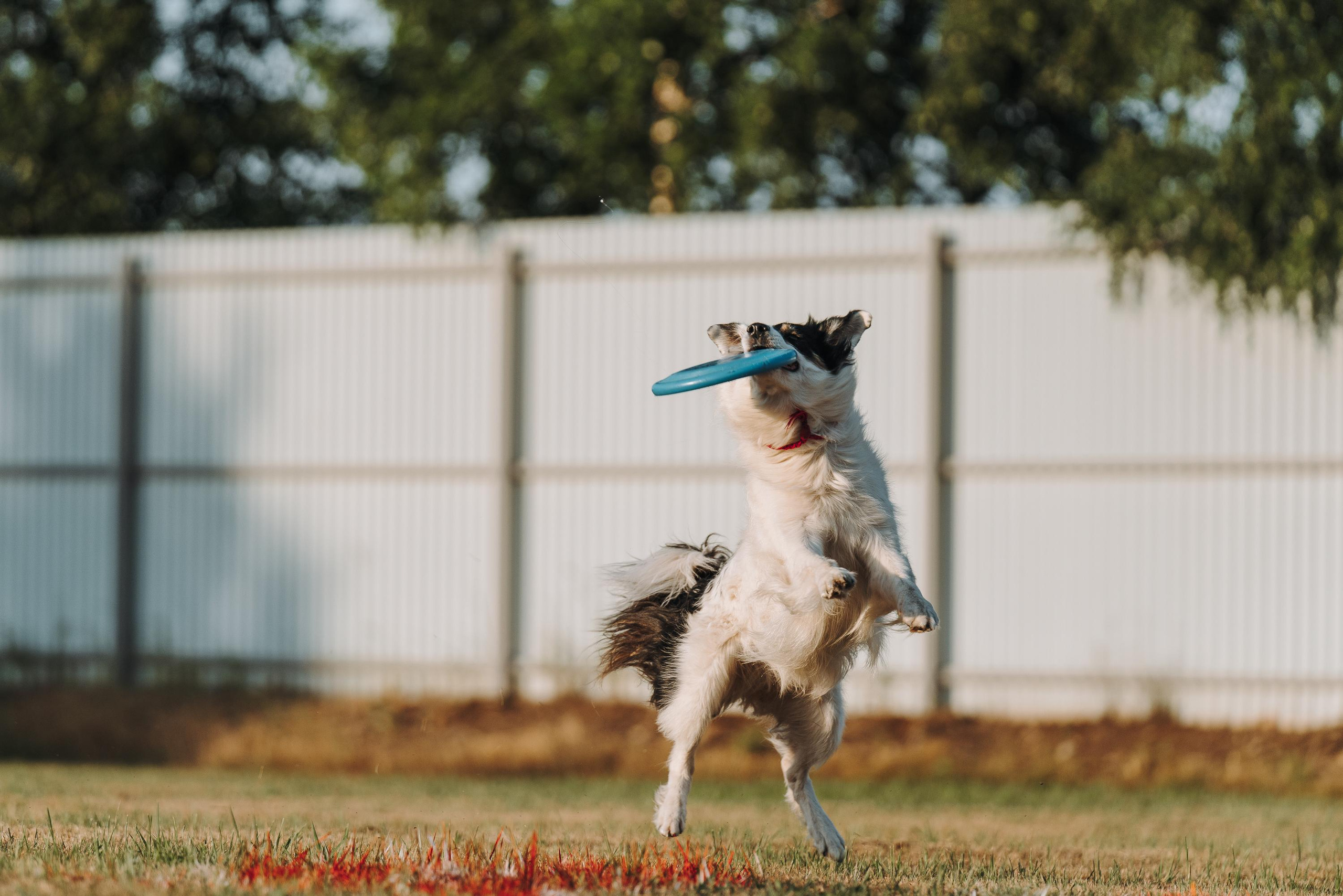 Фрисби игры UpDog. Фотограф анималист Осипчикова Мария