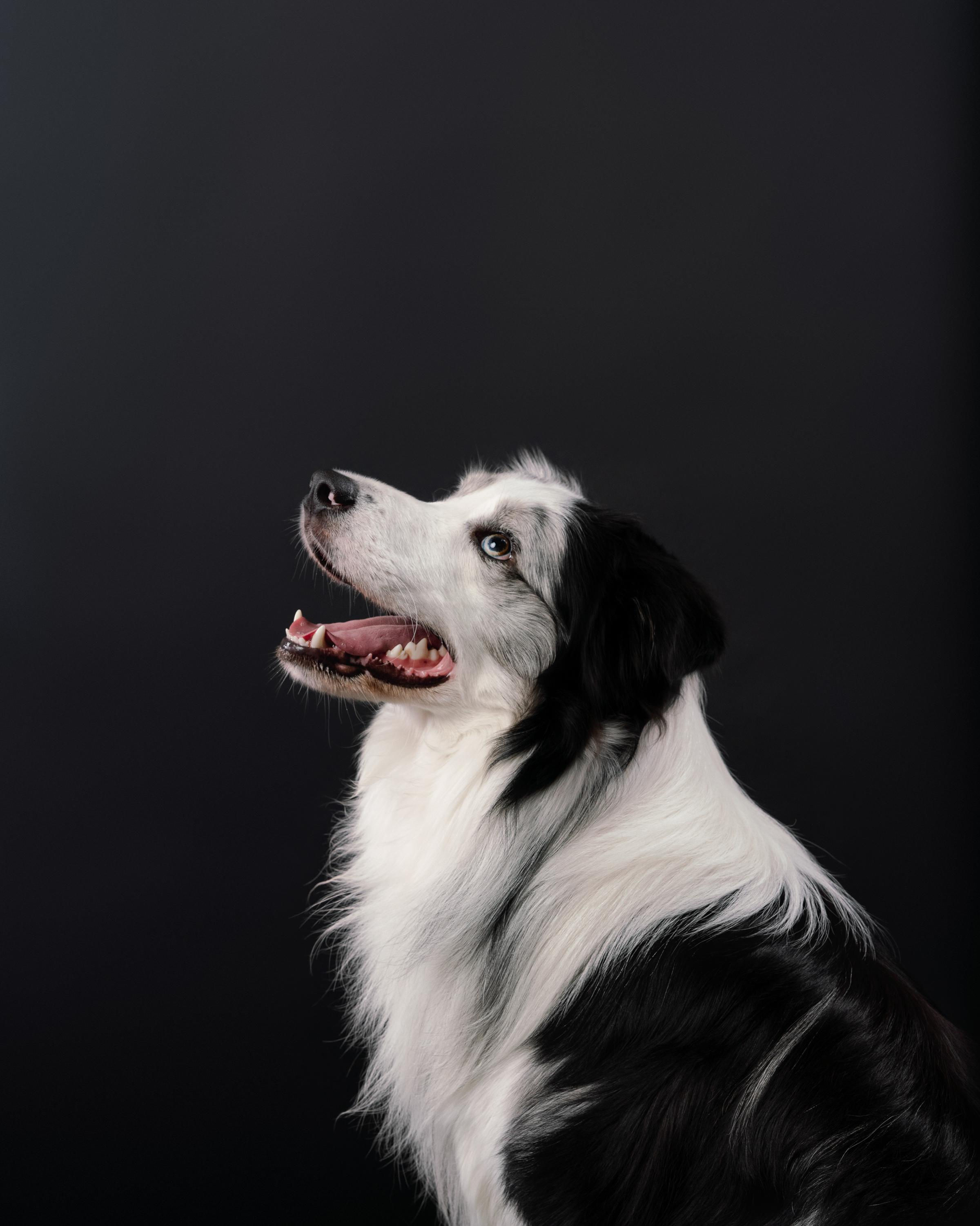 Аня и Гуччи. Фотограф анималист Осипчикова Мария