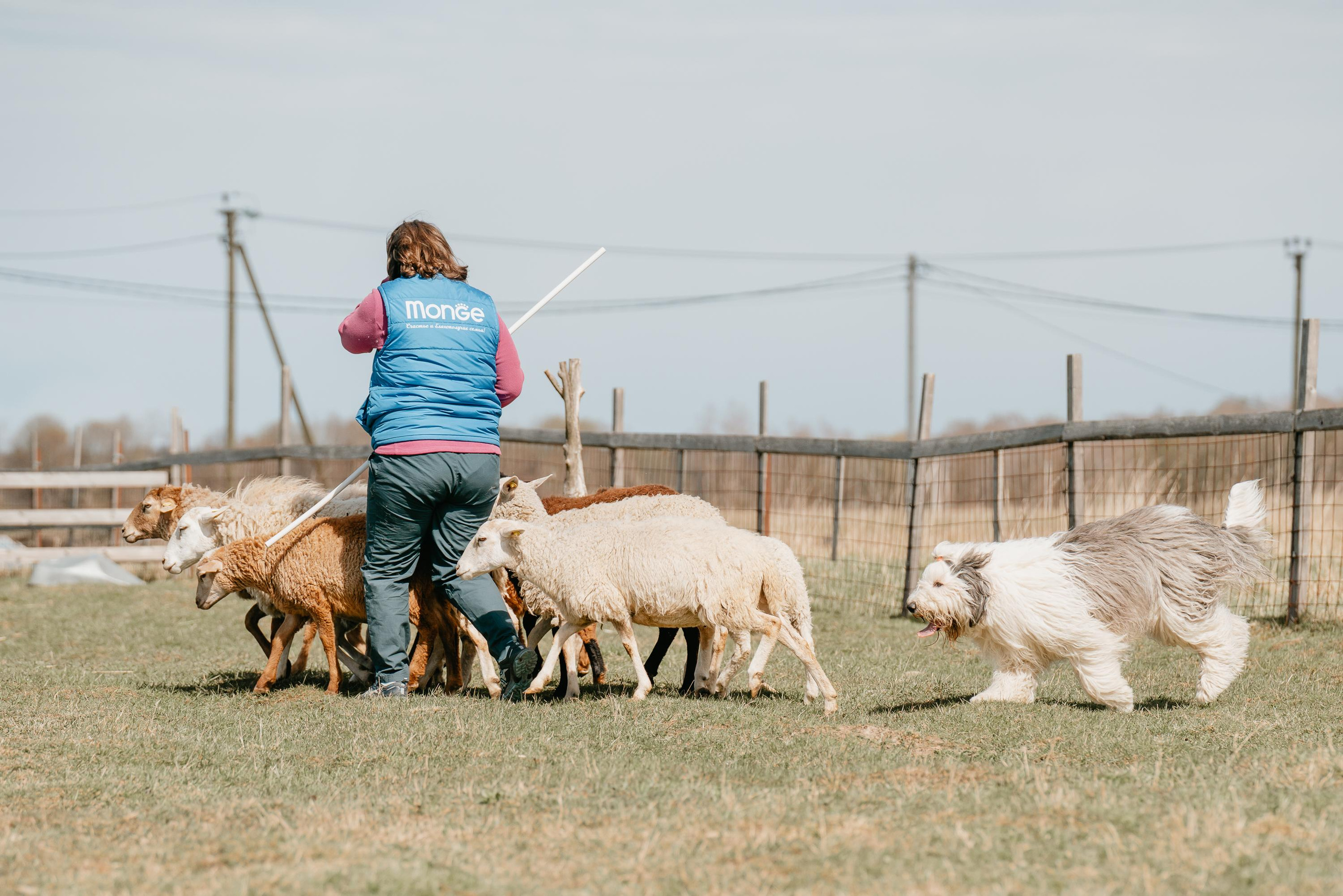 Пастушья служба. Фотограф анималист Осипчикова Мария