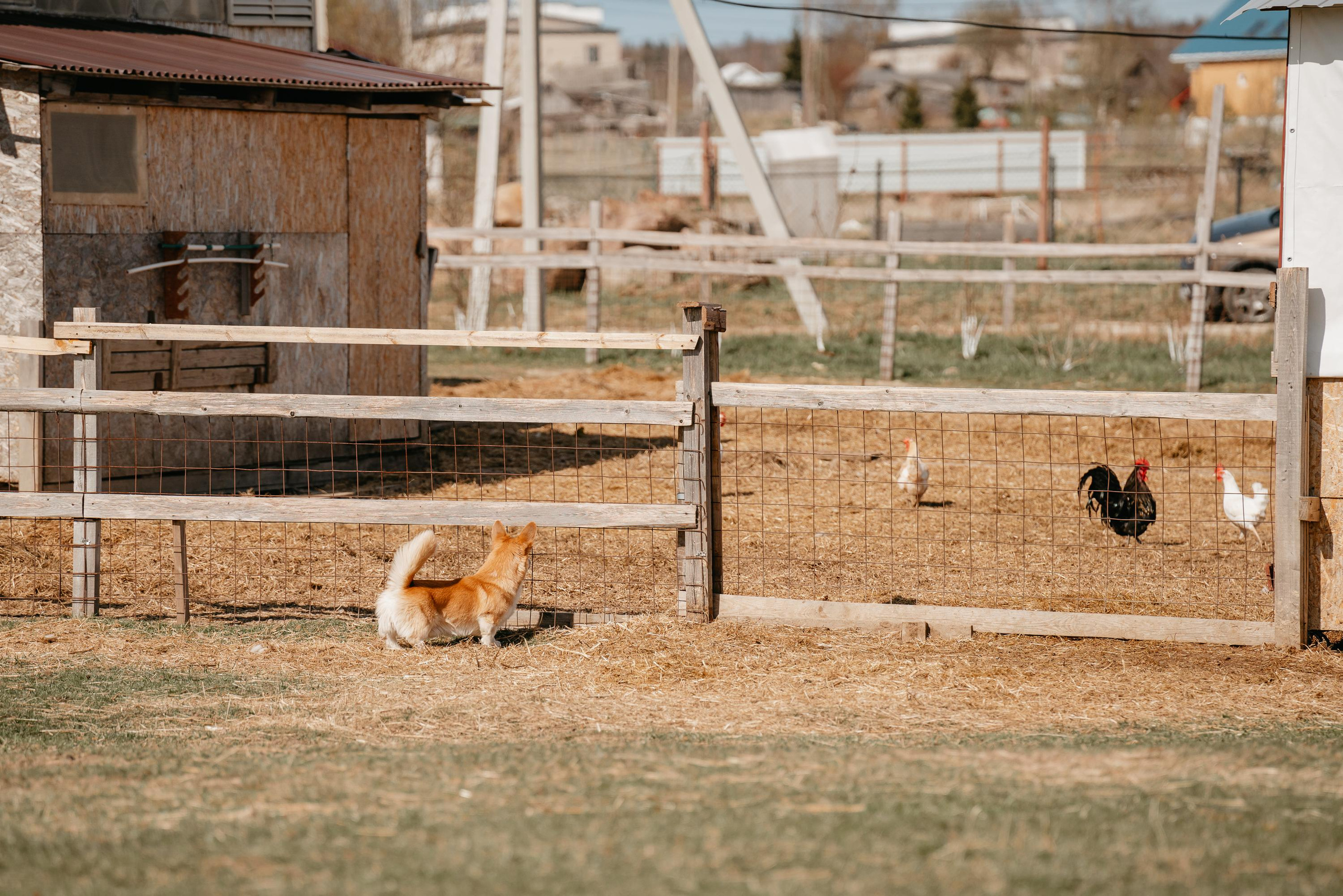 Пастушья служба. Фотограф анималист Осипчикова Мария