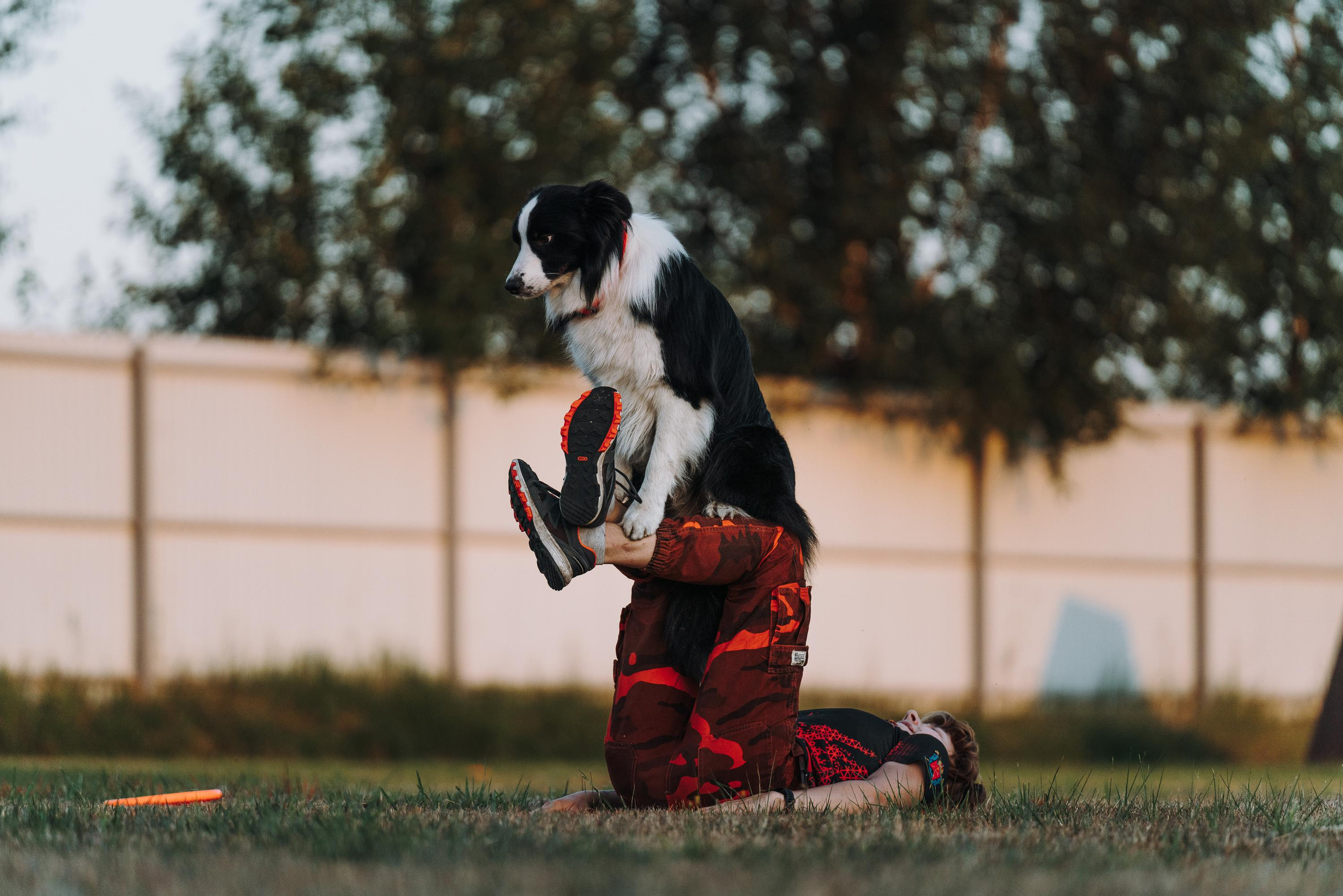 Фрисби игры UpDog. Фотограф анималист Осипчикова Мария