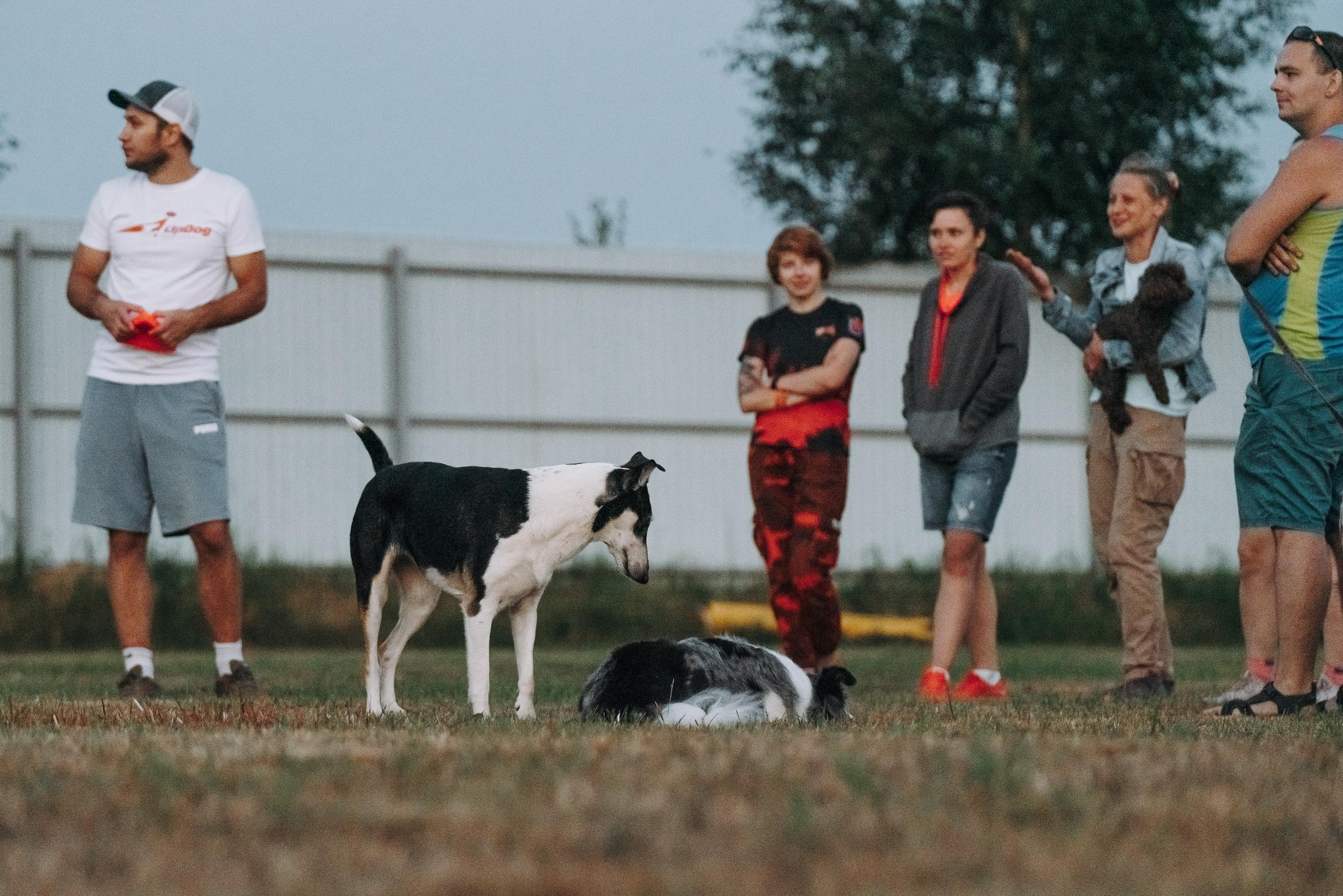 Фрисби игры UpDog. Фотограф анималист Осипчикова Мария