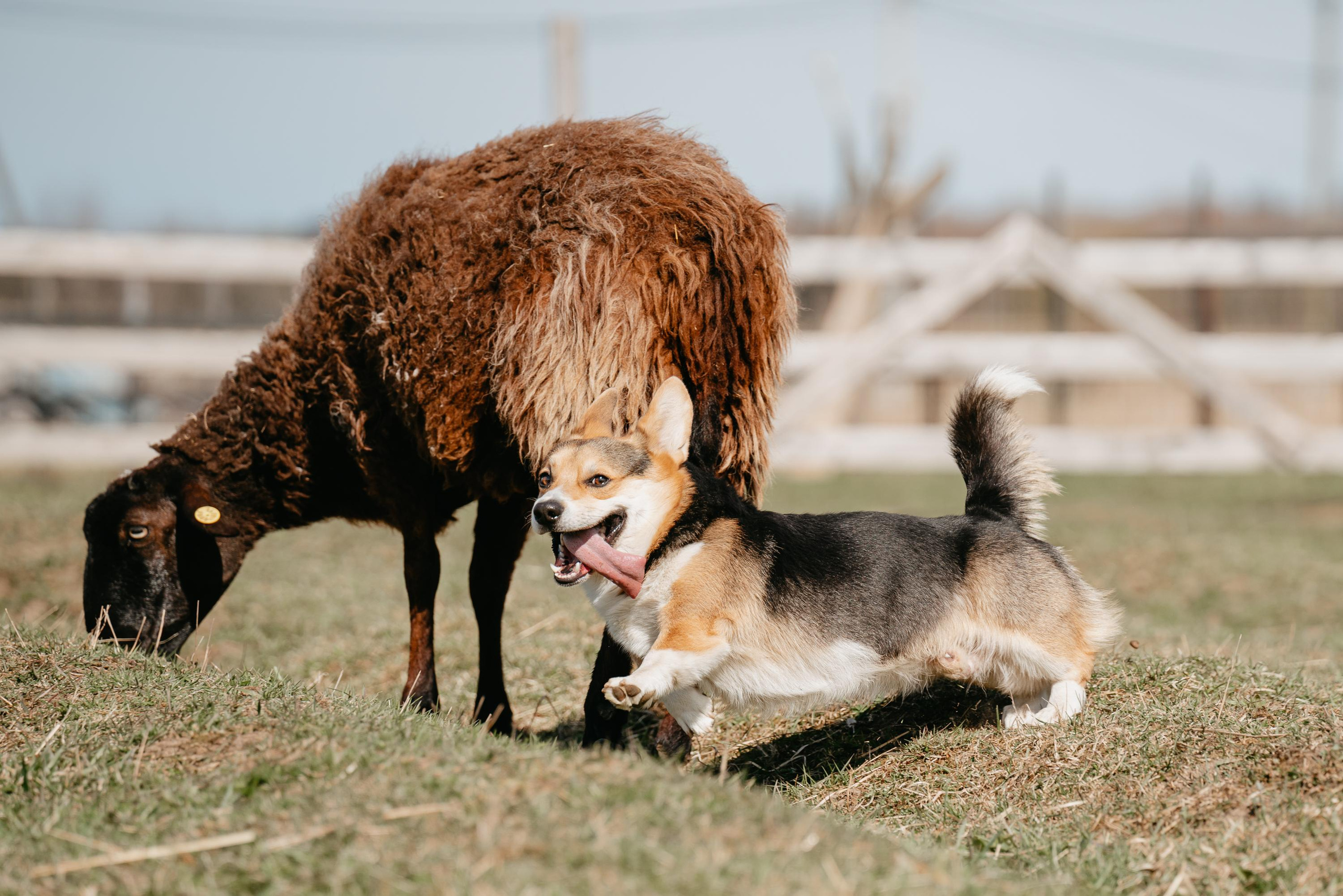 Пастушья служба. Фотограф анималист Осипчикова Мария