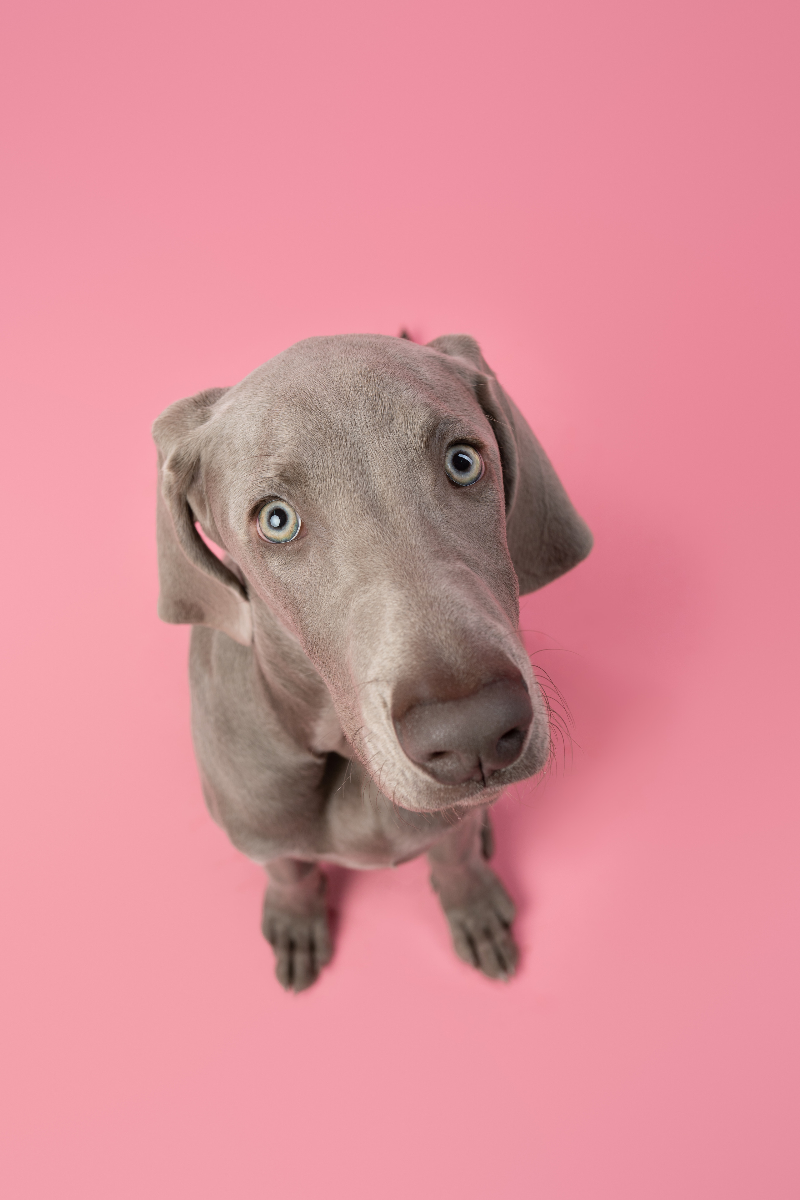 Веймаранер Элай. Фотограф анималист Осипчикова Мария