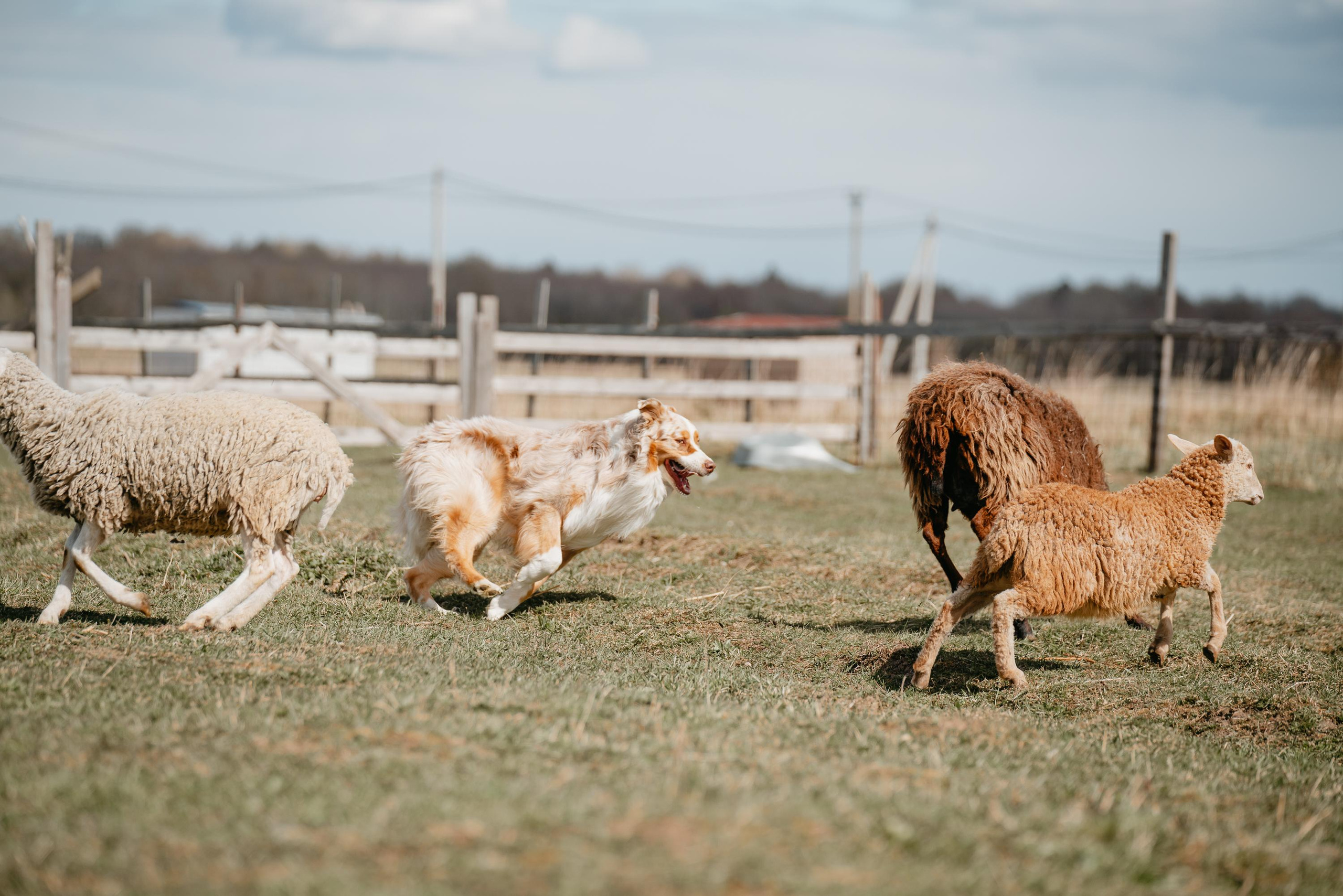 Пастушья служба. Фотограф анималист Осипчикова Мария