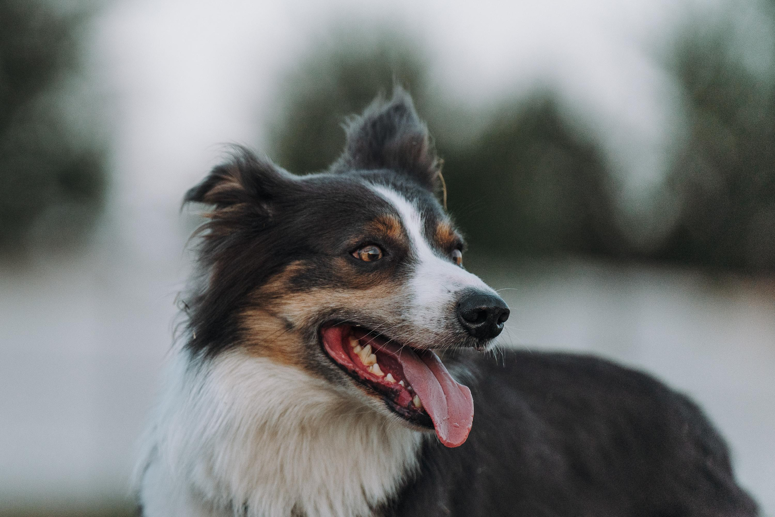 Фрисби игры UpDog. Фотограф анималист Осипчикова Мария