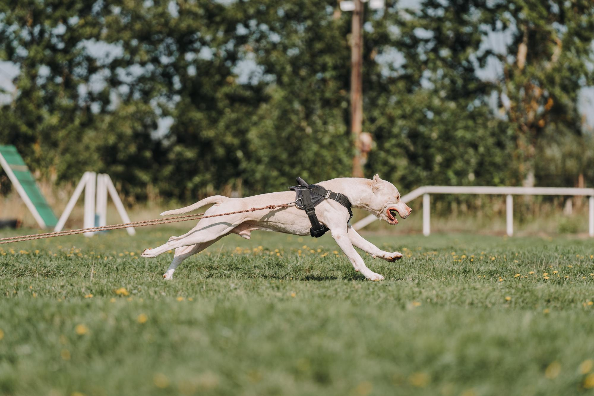 День пита и стаффа. Фотограф анималист Осипчикова Мария