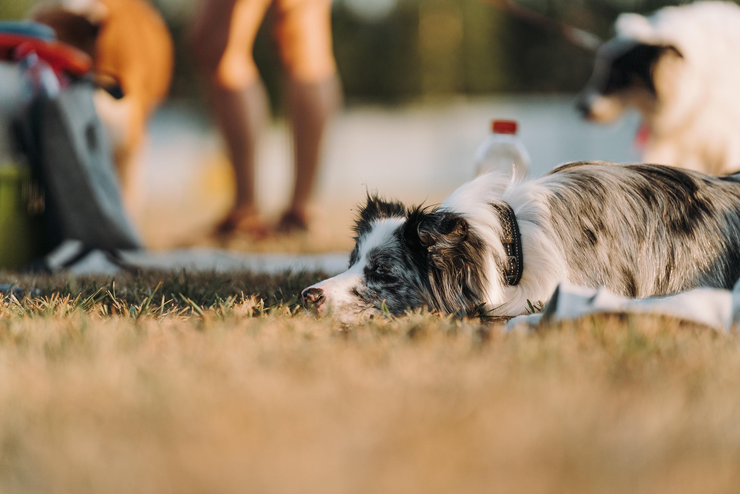 Фрисби игры UpDog. Фотограф анималист Осипчикова Мария