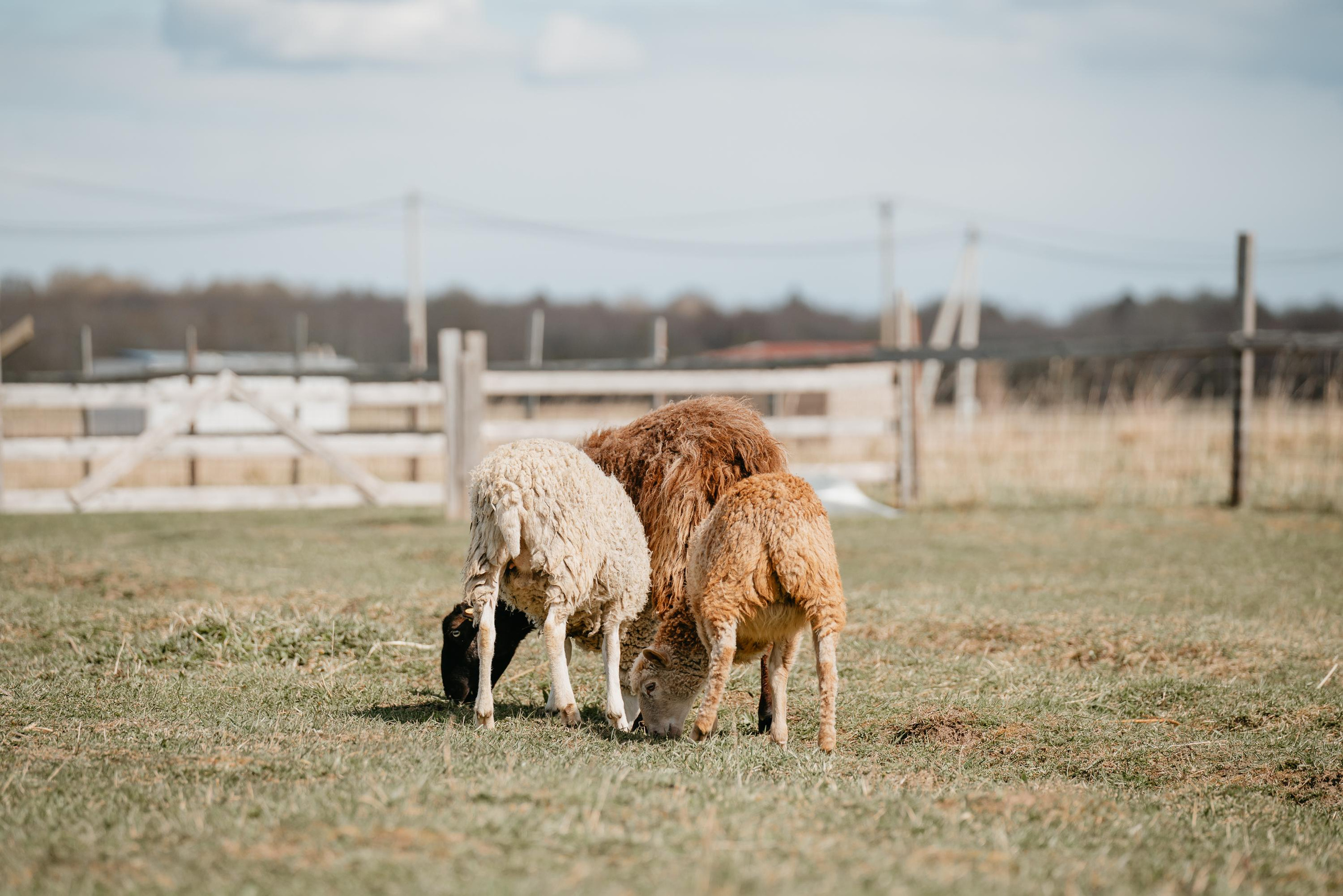 Пастушья служба. Фотограф анималист Осипчикова Мария