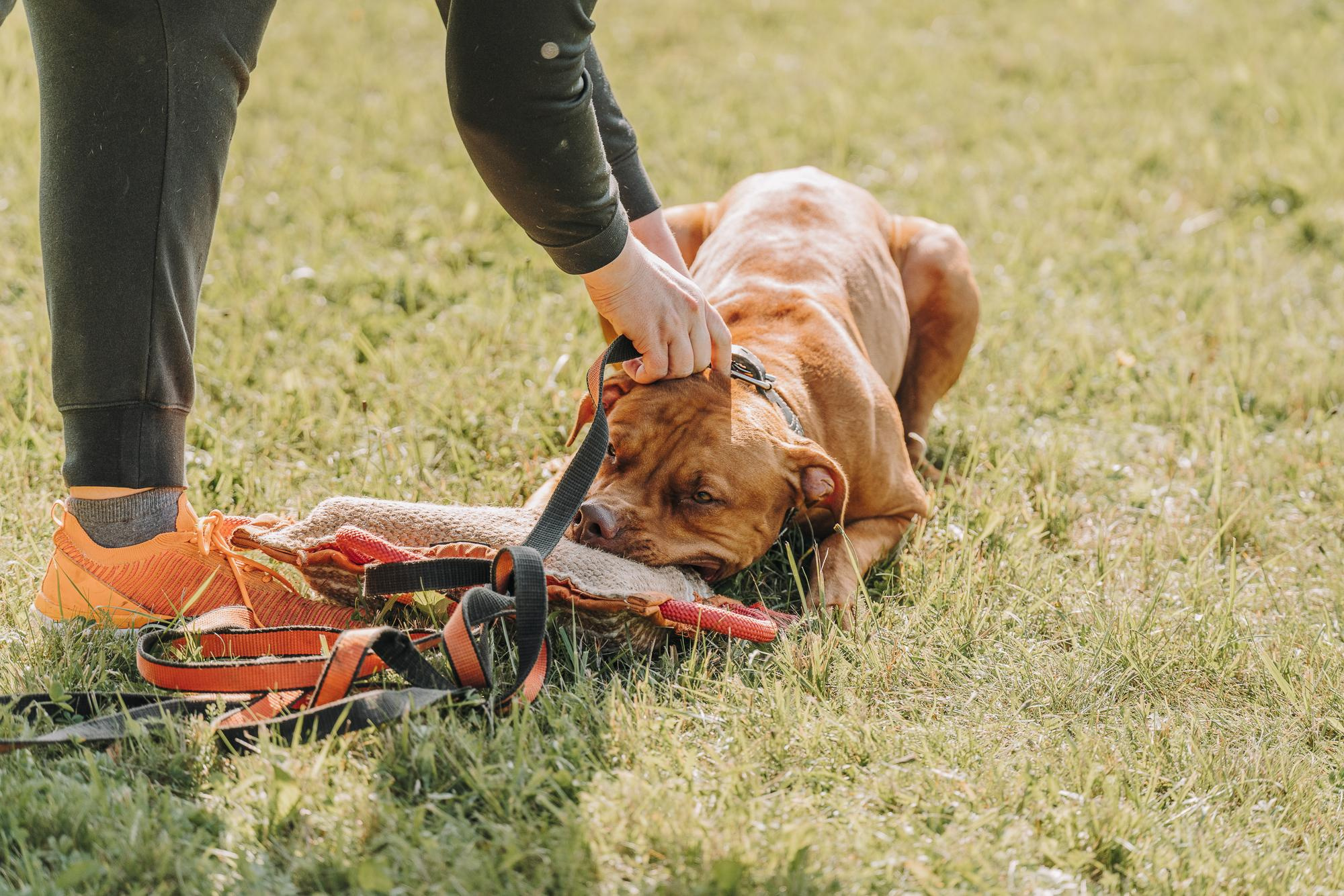 День пита и стаффа. Фотограф анималист Осипчикова Мария