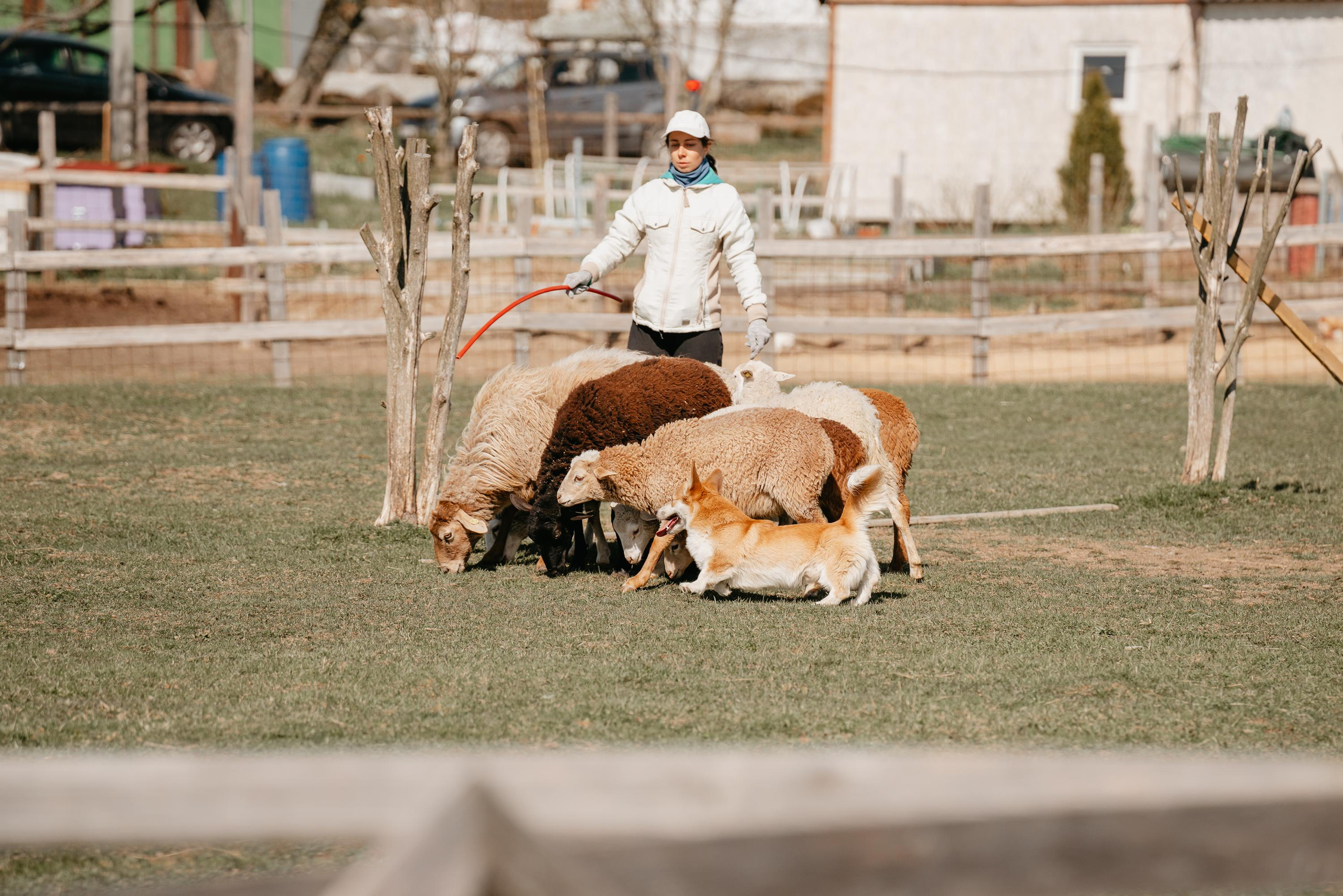 Пастушья служба. Фотограф анималист Осипчикова Мария