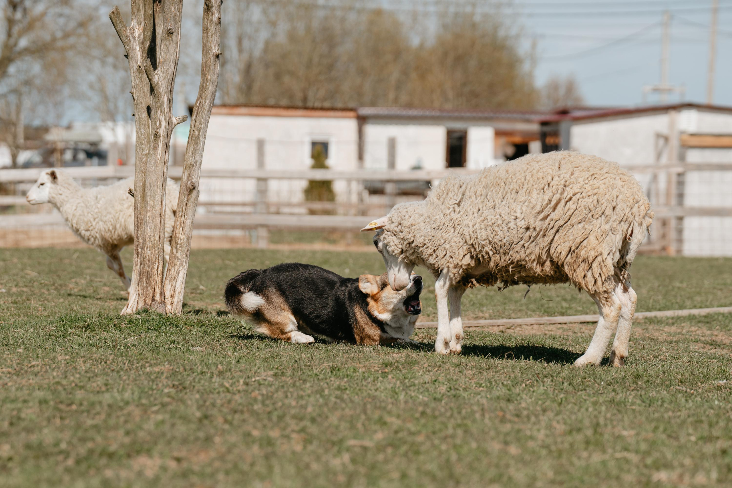 Пастушья служба. Фотограф анималист Осипчикова Мария