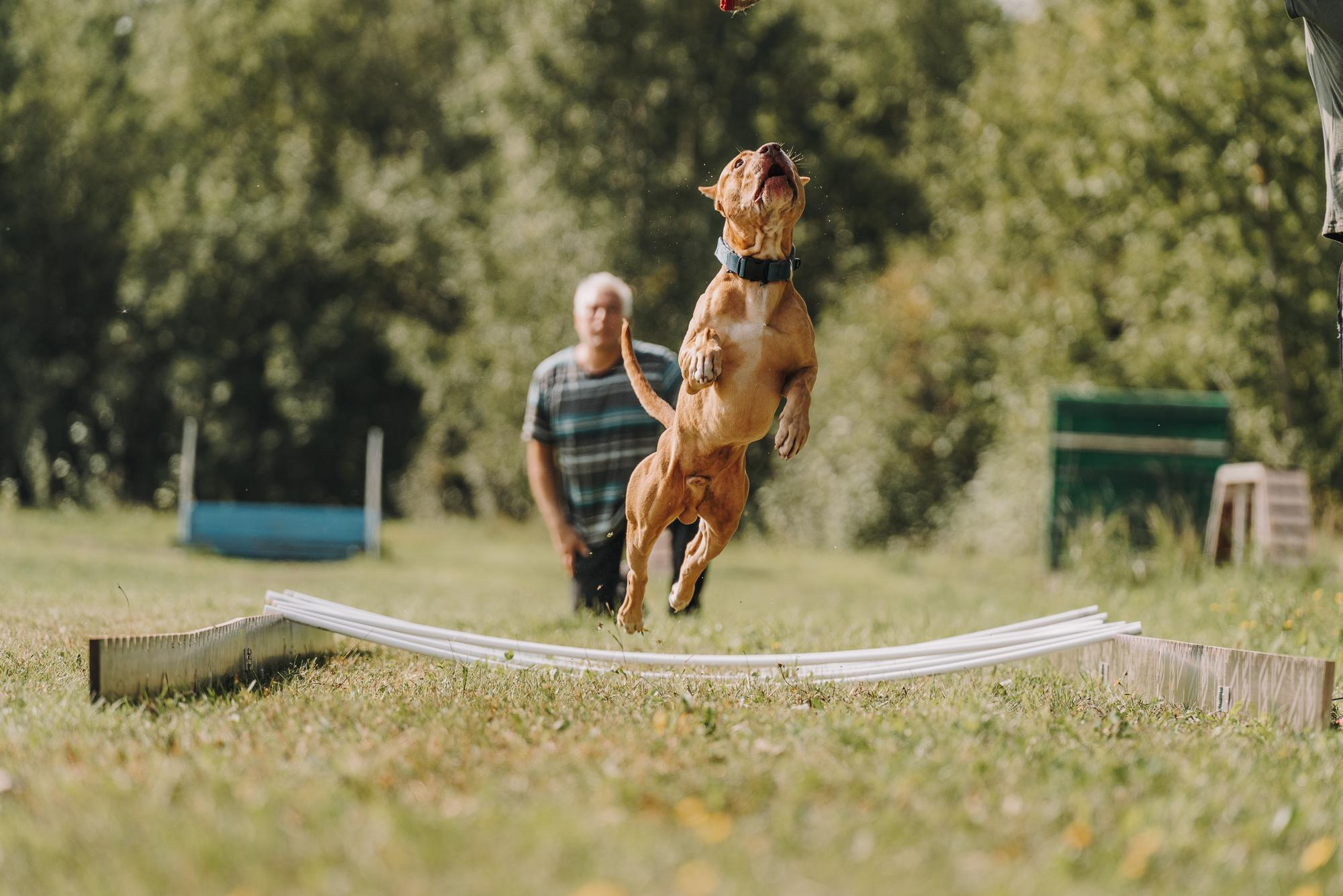 День пита и стаффа. Фотограф анималист Осипчикова Мария