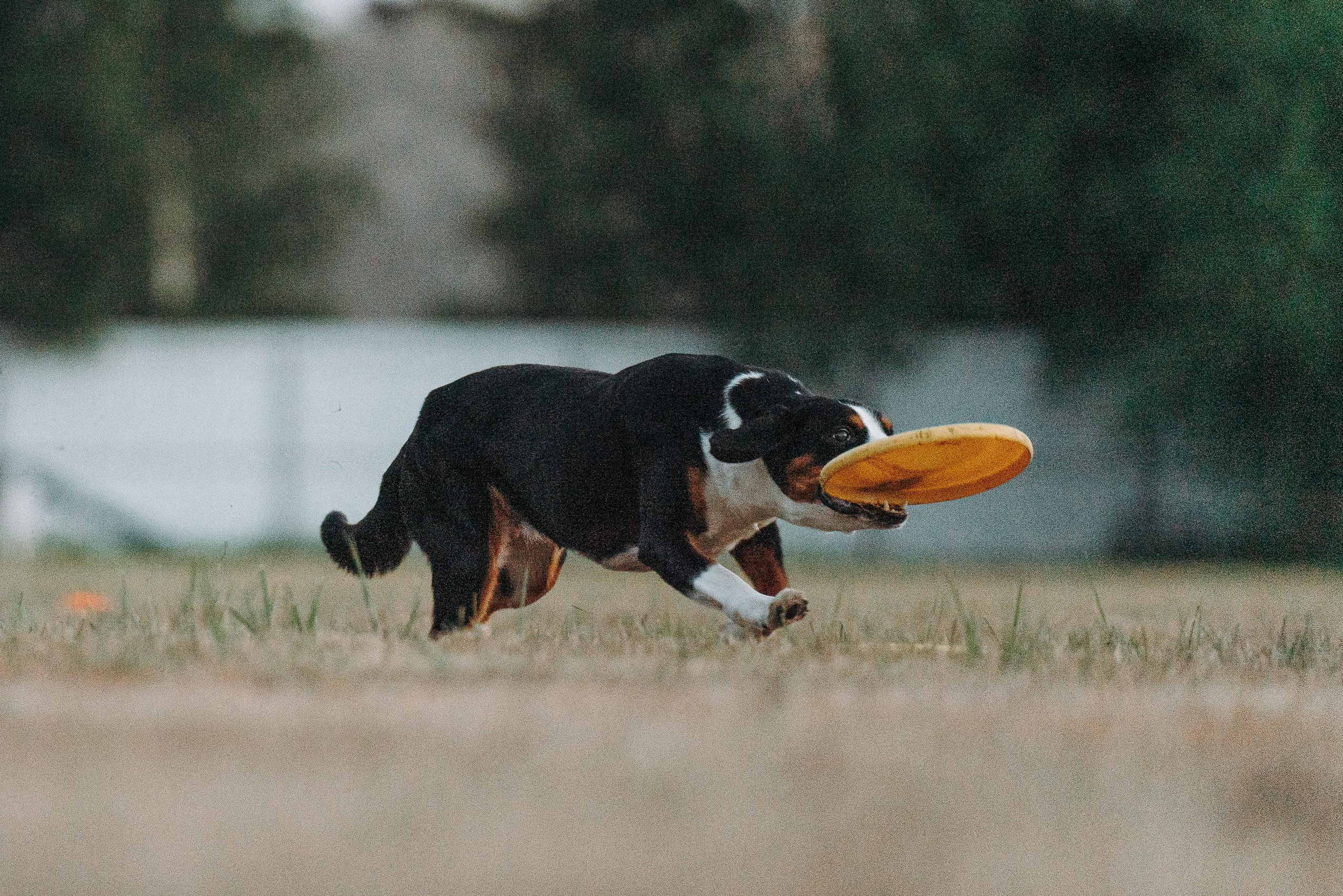 Фрисби игры UpDog. Фотограф анималист Осипчикова Мария