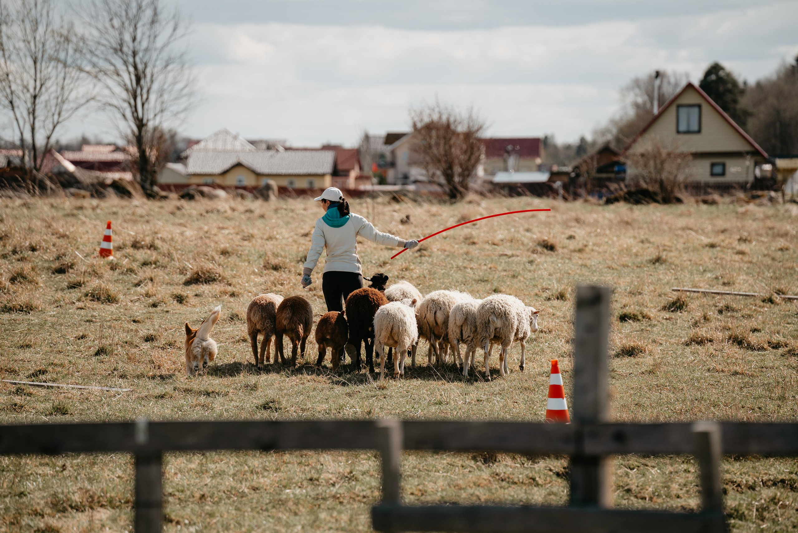 Пастушья служба. Фотограф анималист Осипчикова Мария