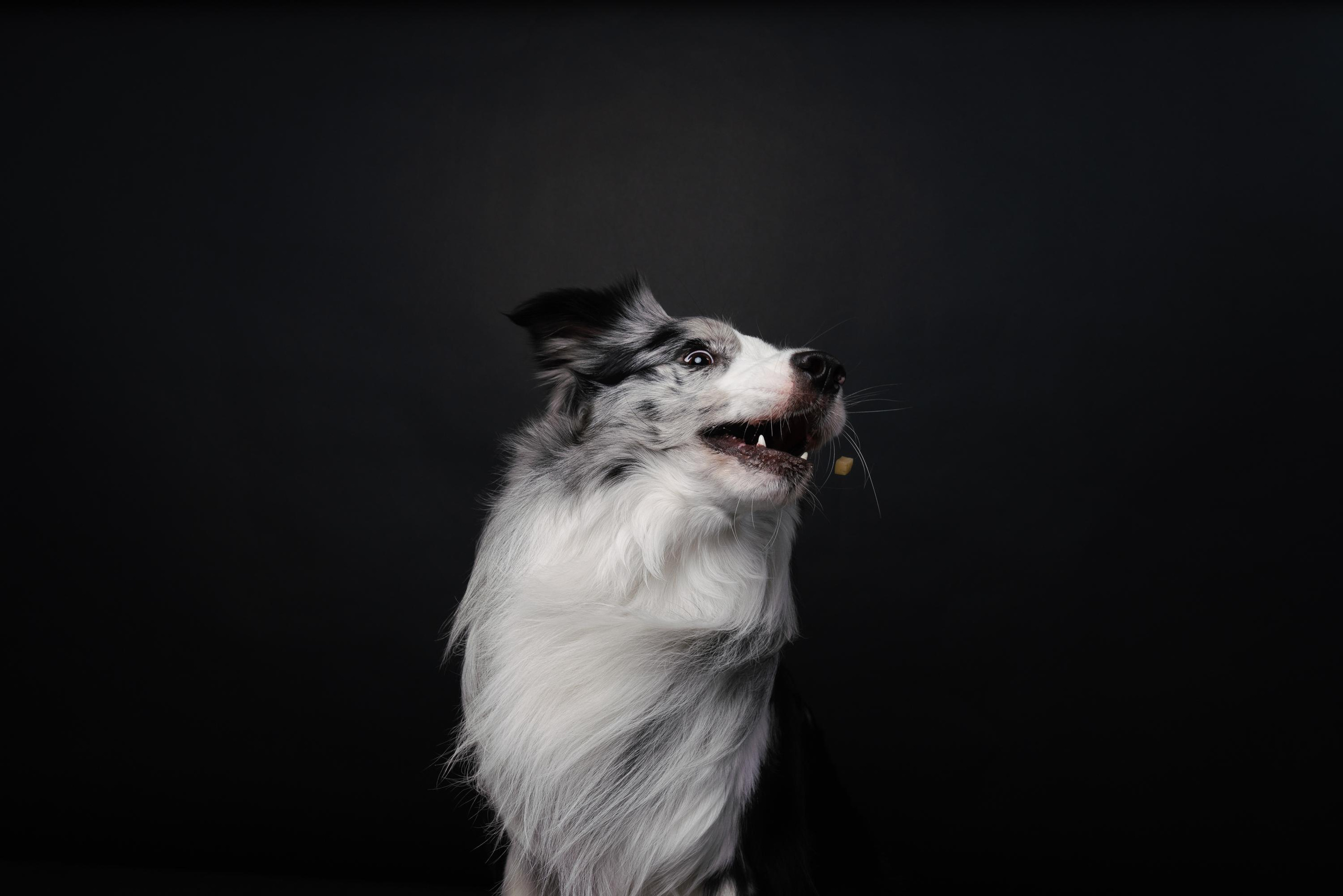 Аня и Гуччи. Фотограф анималист Осипчикова Мария