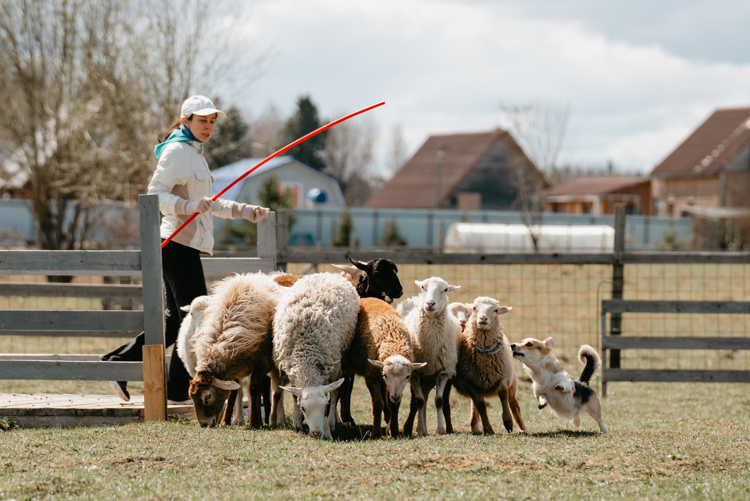 Пастушья служба. Фотограф анималист Осипчикова Мария