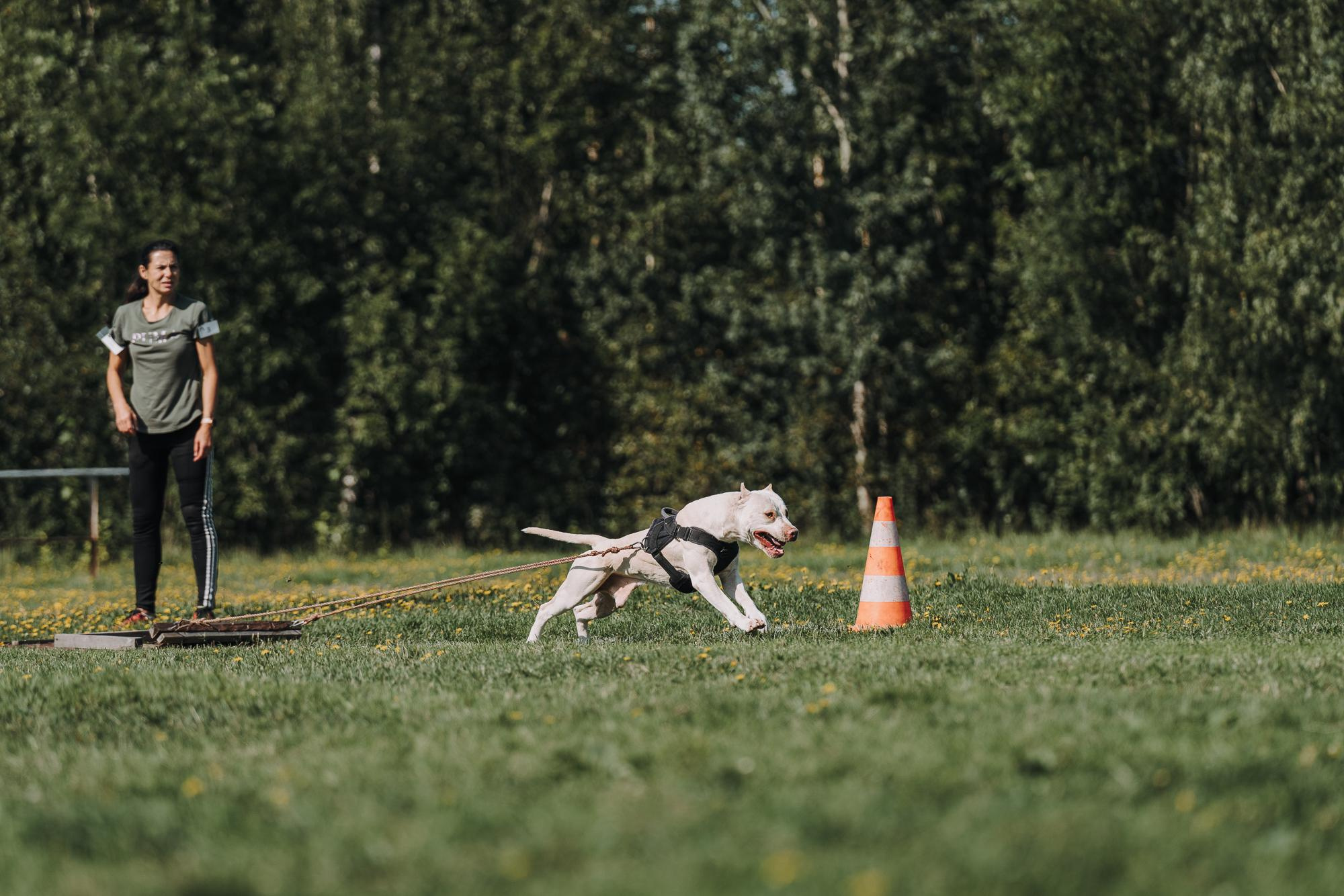 День пита и стаффа. Фотограф анималист Осипчикова Мария