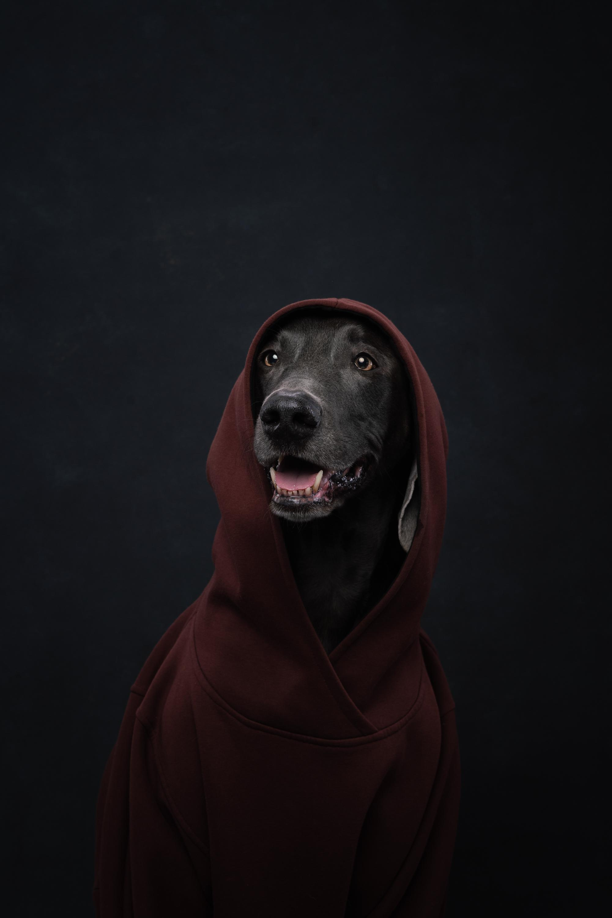 Веймаранер Рон. Фотограф анималист Осипчикова Мария