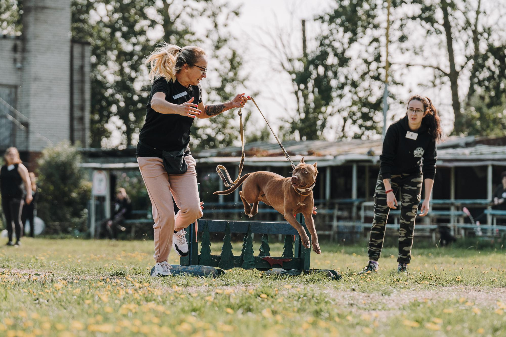 День пита и стаффа. Фотограф анималист Осипчикова Мария