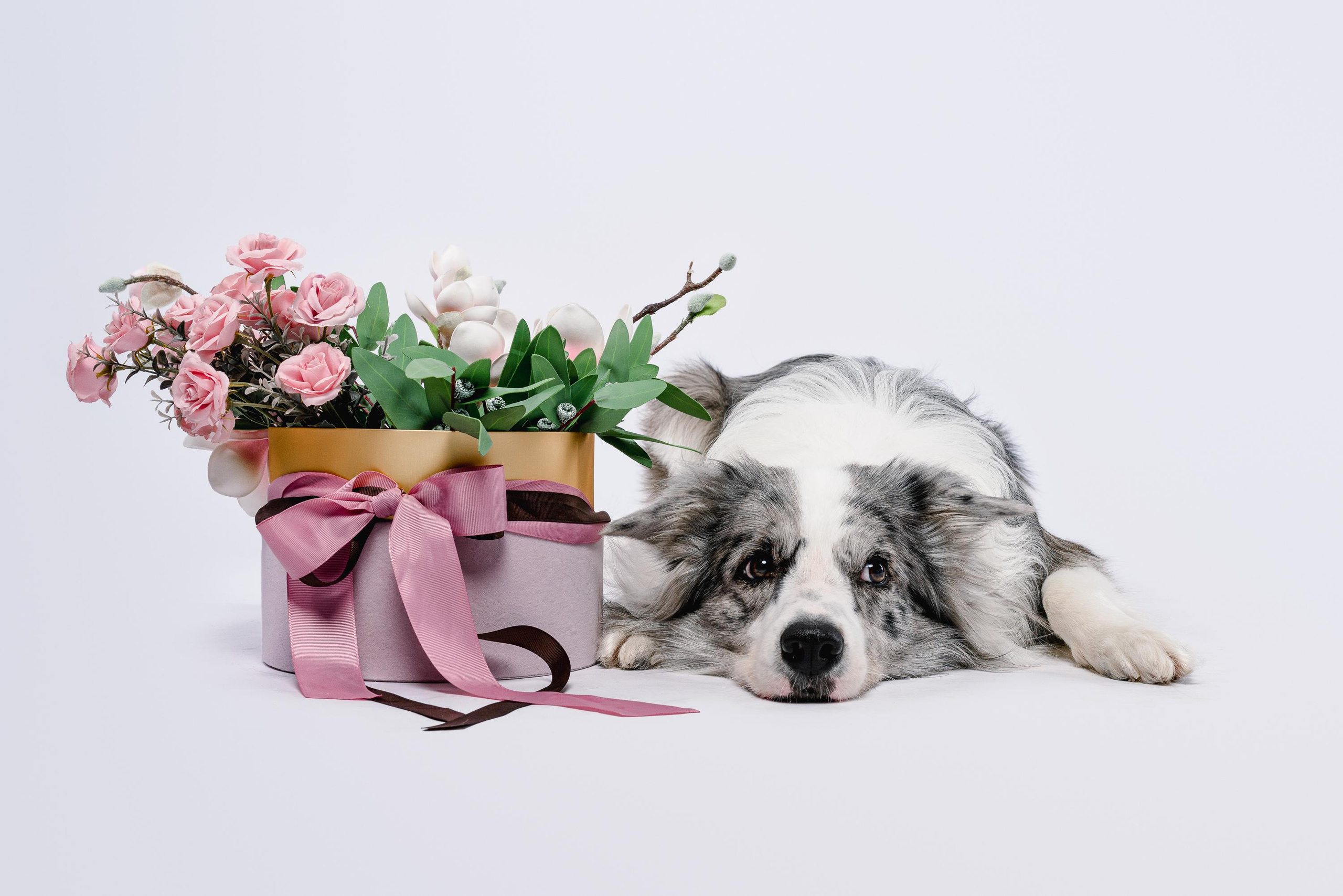 Юля и Ньютон. Фотограф анималист Осипчикова Мария