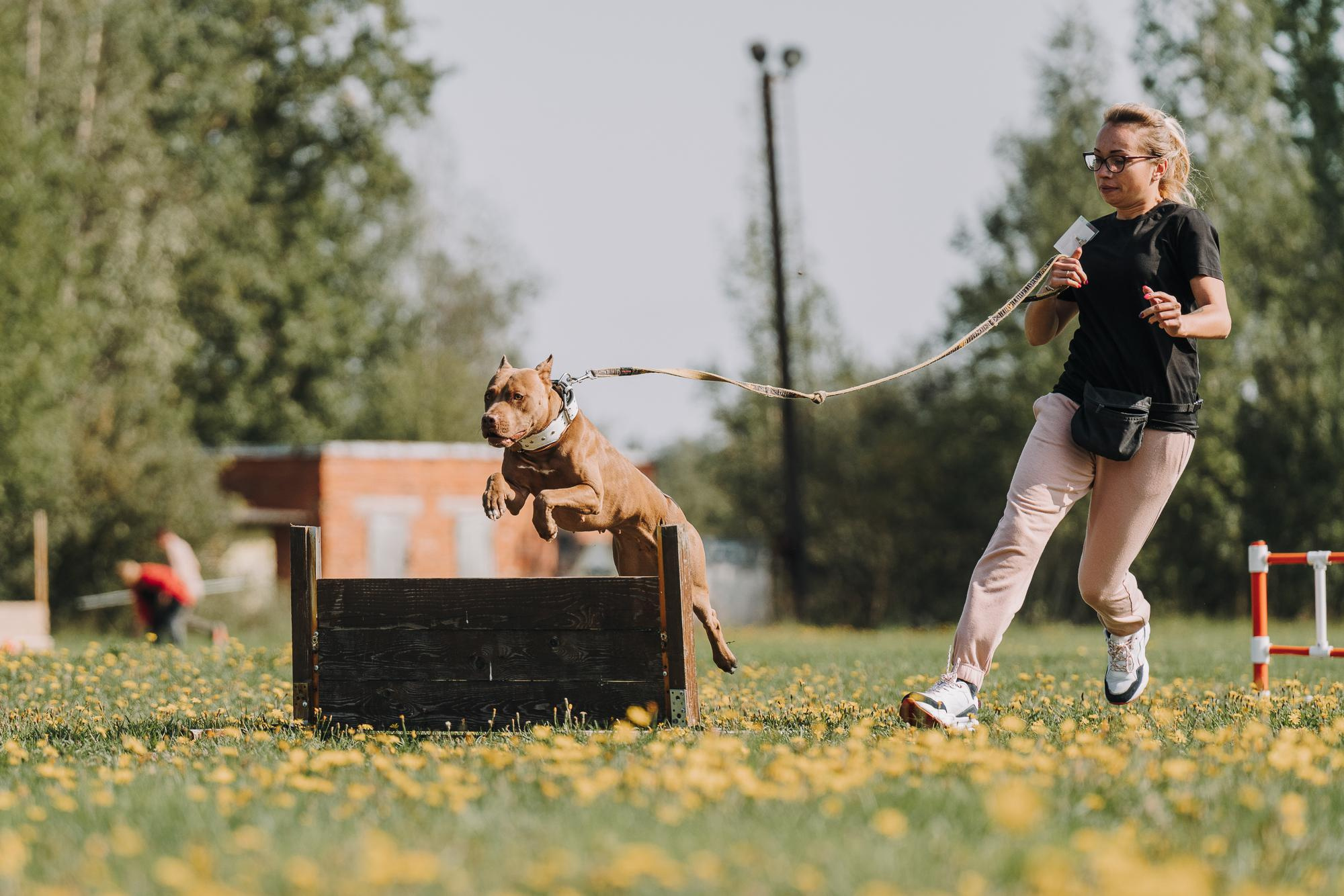 День пита и стаффа. Фотограф анималист Осипчикова Мария