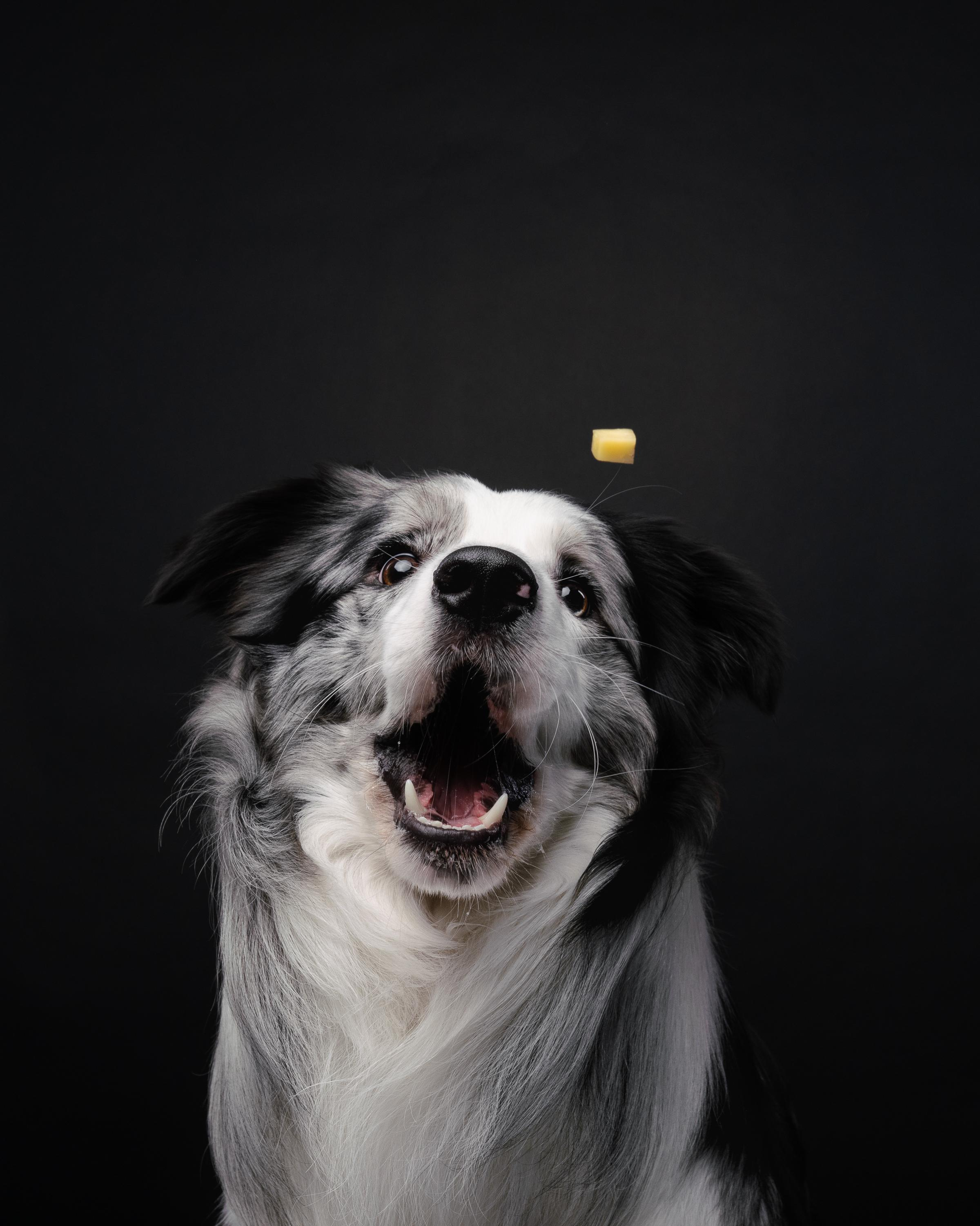 Аня и Гуччи. Фотограф анималист Осипчикова Мария